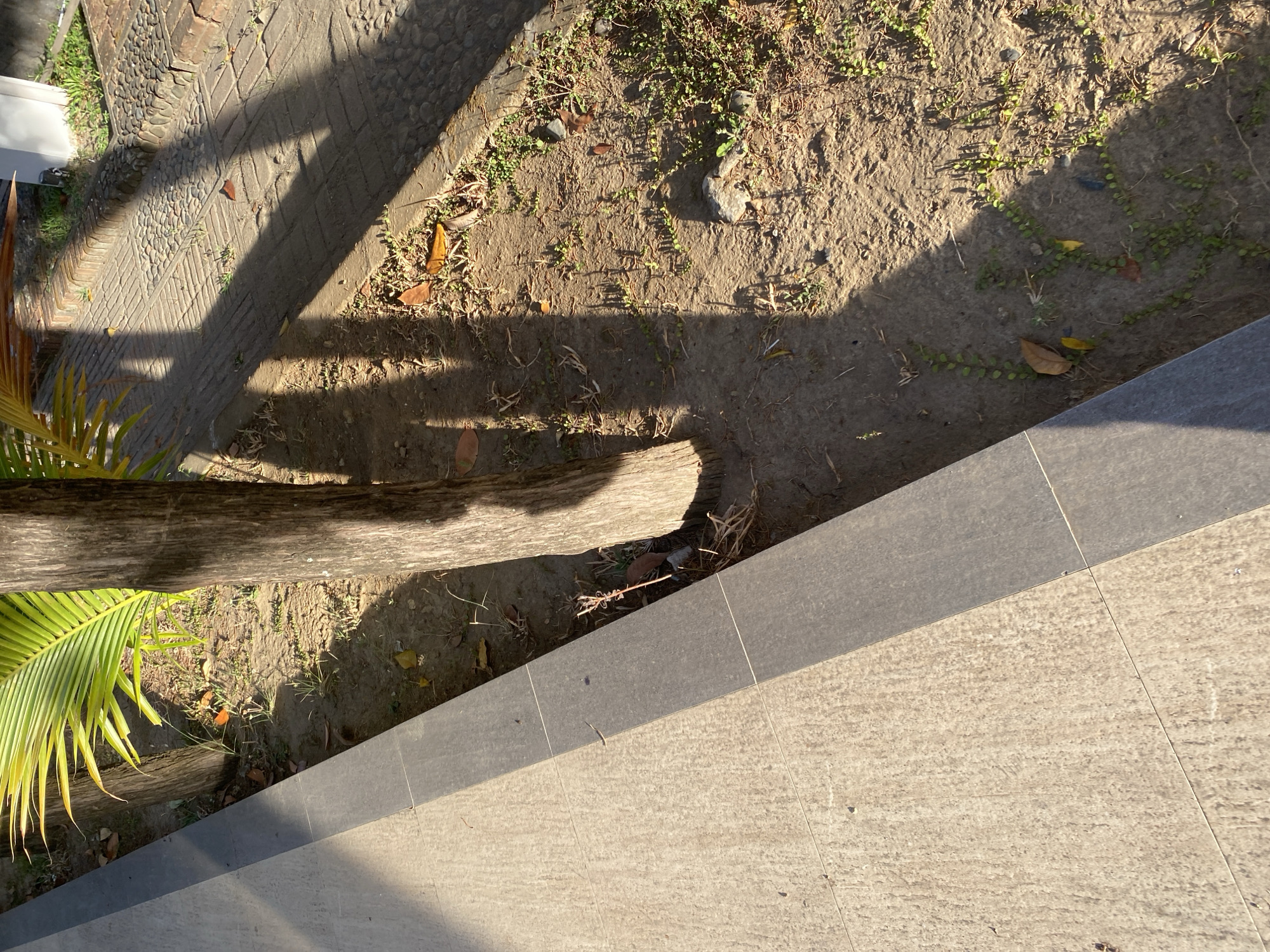The image shows a ground-level view of a paved walkway adjacent to a garden bed. A tree trunk is visible in the garden bed, with a palm frond arching over from the left side of the frame. Shadows of palm fronds and the tree trunk stretch across the sandy ground and onto the paved walkway. The walkway is constructed of large, light-colored tiles with dark grey trim. The garden bed contains dry soil, sparse green vegetation, fallen leaves, and a few small stones. The scene appears to be outdoors in a city.