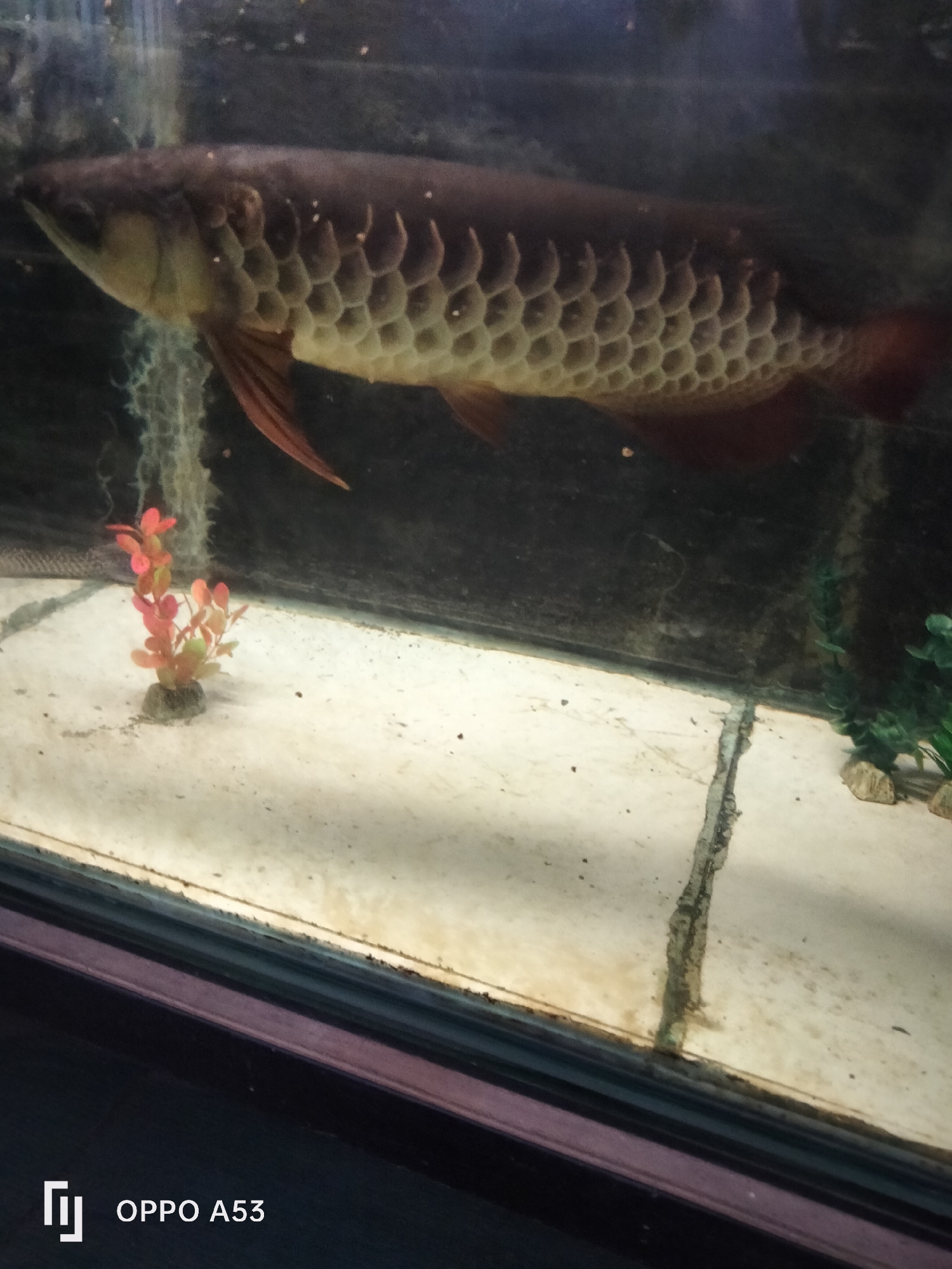 The image shows an Arowana fish in an aquarium. The fish is large and has distinctive, large scales. It is positioned in the upper half of the frame, with its body angled towards the left. Its scales are a coppery-gold color, and its fins are reddish-brown. The background of the aquarium is dark, with some murky water or algae visible. In the foreground, the sandy bottom of the aquarium is visible, with a small, artificial red plant on the left and some green artificial plants on the right. The water appears somewhat cloudy. The lower portion of the image shows the edge of the aquarium tank and a portion of what appears to be a black and purple frame. In the bottom left corner of the image, a watermark reads "OPPO A53". There is no discernible information about the city of Denpasar, Indonesia, or any specific forensic details beyond what is visually present in the aquarium.