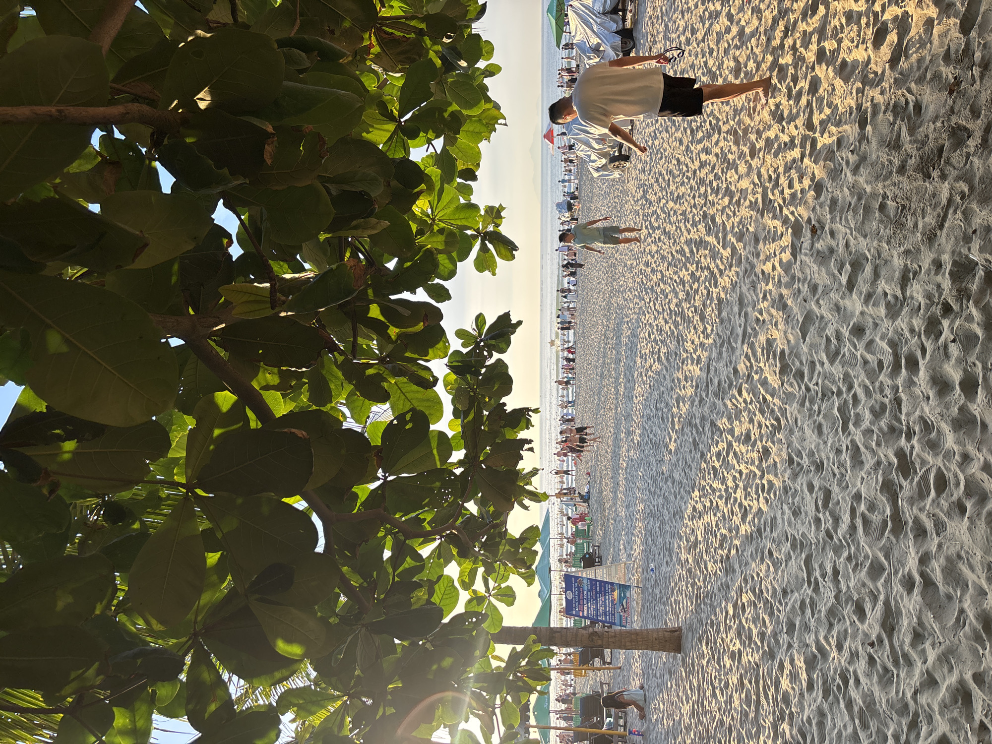 This image depicts a sunny afternoon on a crowded beach in Đà Nẵng, Vietnam, likely My Khe Beach. The foreground is dominated by soft, light-colored sand, marked by footprints and ripples from the tide. Lush green leaves from an overhanging tree create a natural canopy, casting dappled shadows on the sand. In the middle ground, numerous beachgoers are visible, scattered across the sand. Some are walking, others are sitting or standing, and many are engaged in various beach activities. Beach umbrellas in green and red dot the scene, providing shade. In the background, the ocean stretches out to the horizon, with a few distant islands or landmasses visible. The sky is a clear, pale blue, transitioning to a warmer hue near the horizon, suggesting the late afternoon sun. A sign with Vietnamese text is also visible near a palm tree in the left portion of the frame. The overall atmosphere is one of a lively and popular tourist destination.