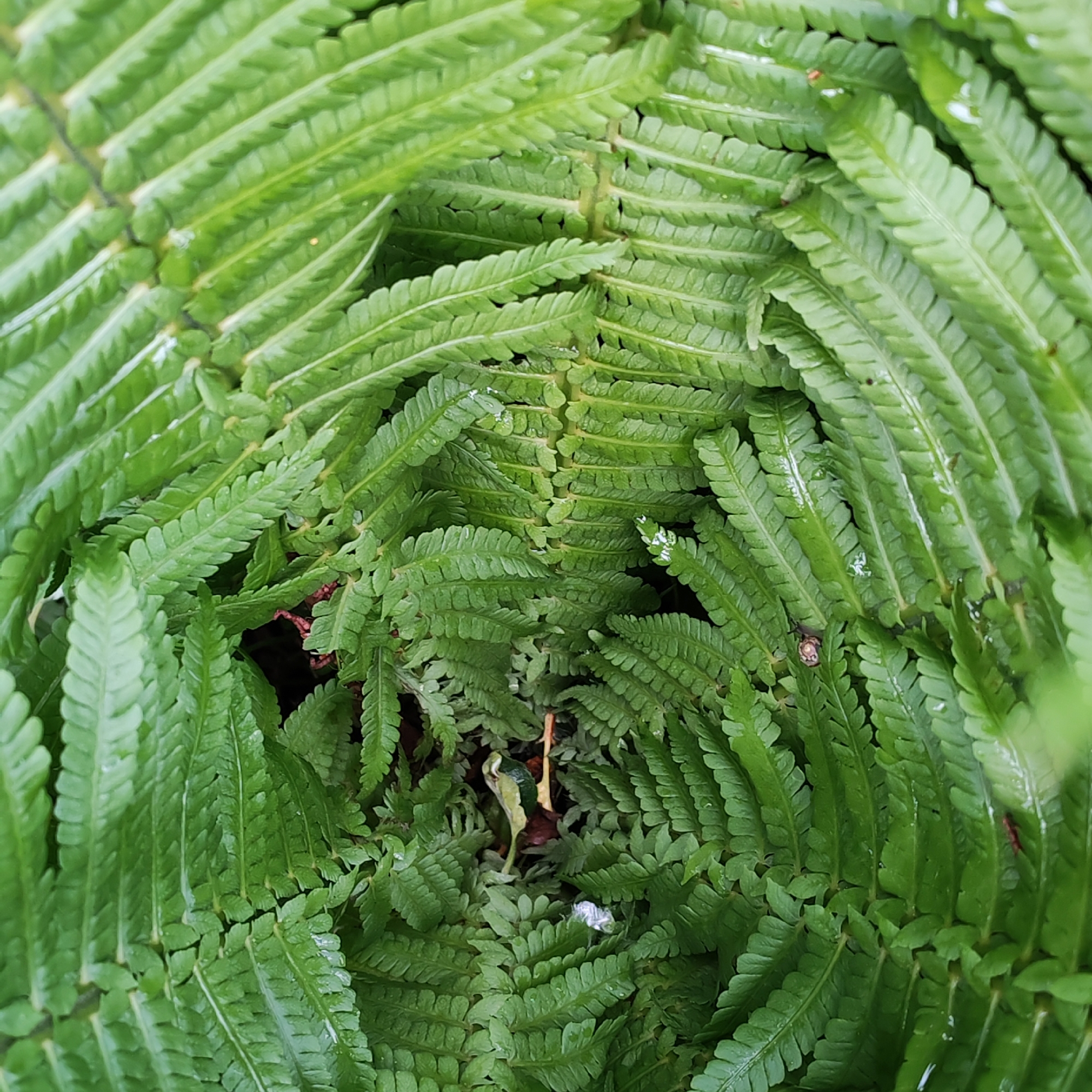 The image, originating from the city of Chaikovsky, Russia, presents a close-up, top-down view of the central growth of a lush green fern plant. Multiple fronds radiate outwards in a concentric or spiral pattern, displaying various vibrant shades of green foliage. Visible on the surfaces of many individual pinnae (leaflets) are numerous small, reflective water droplets, indicating recent moisture such as dew or rain. The pinnae exhibit a finely textured, slightly lobed or serrated margin. The dense central area of the plant reveals darker, less defined plant material and possibly soil or detritus beneath the emerging or tightly packed fronds. No human subjects, animals, or artificial objects are present within the frame, depicting an exclusively natural botanical scene.