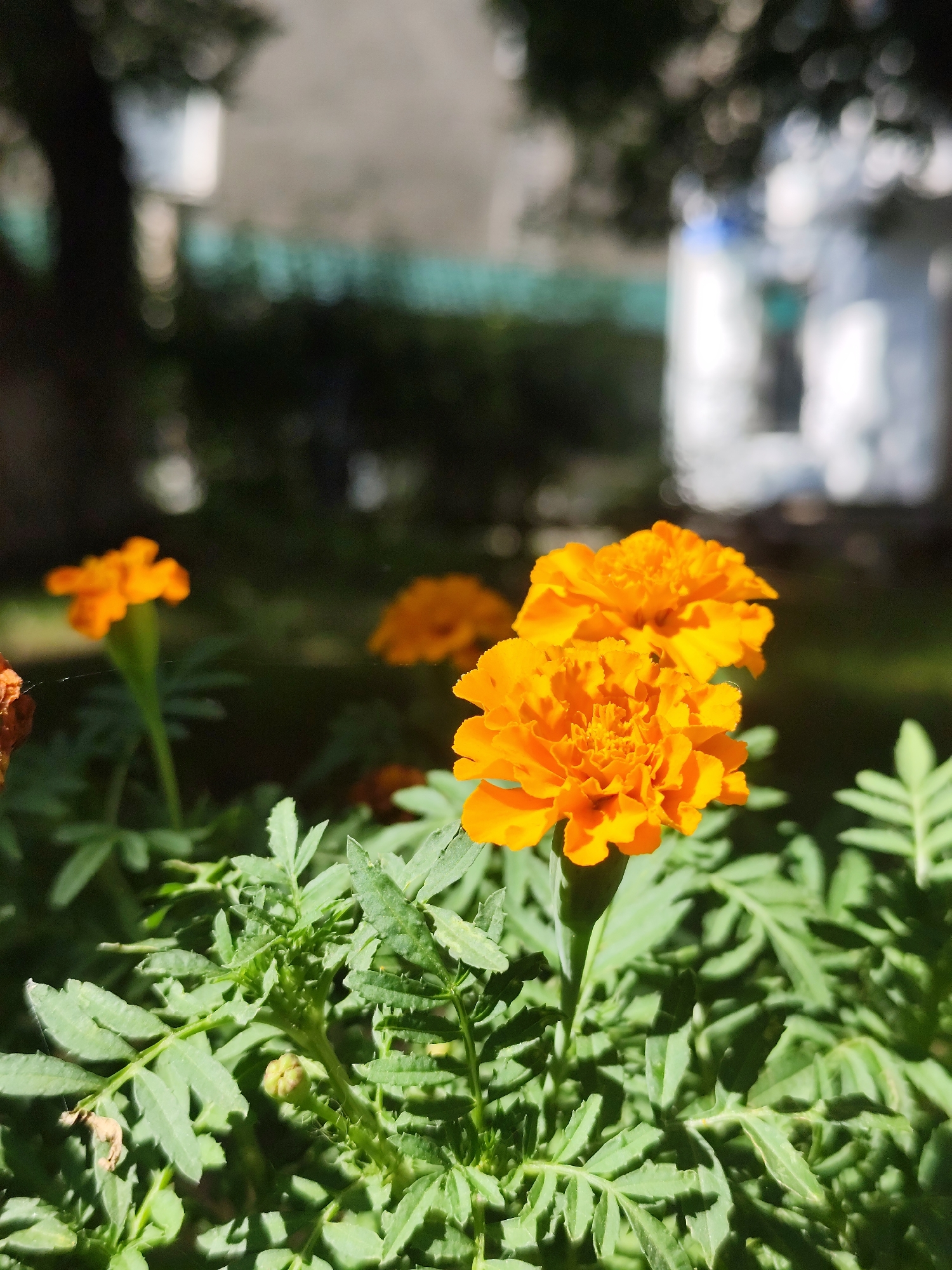 This is a close-up photograph of vibrant orange marigolds in bloom, set against a blurred background of foliage and hints of urban structures. The focus is on two prominent marigold flowers in the foreground, their petals intricately layered and catching the sunlight. To the left, another marigold flower is visible, slightly out of focus. The foreground is filled with lush green marigold leaves and stems, with a tiny spiderweb delicately suspended between some of the leaves. The background suggests an outdoor setting within Petropavl, Kazakhstan, indicated by a blurred white building with a light blue trim on the right and dark, out-of-focus trees and fencing on the left. The overall lighting suggests it is daytime, with sunlight creating bright highlights on the flowers and dappled shadows on the foliage. There are no people or animals visible in the frame.