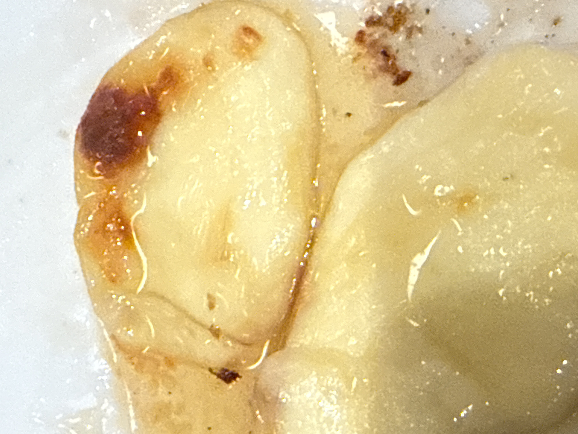 The image shows two cooked pierogi covered in a clear, possibly oily, liquid. The pierogi on the left has a browned or burnt area on its edge. There is some dark residue or crumbs present in the upper right portion of the image. The overall texture appears smooth and slightly glossy due to the liquid coating. There is no visible information in the image that relates to the city of Dania Beach, United States of America.