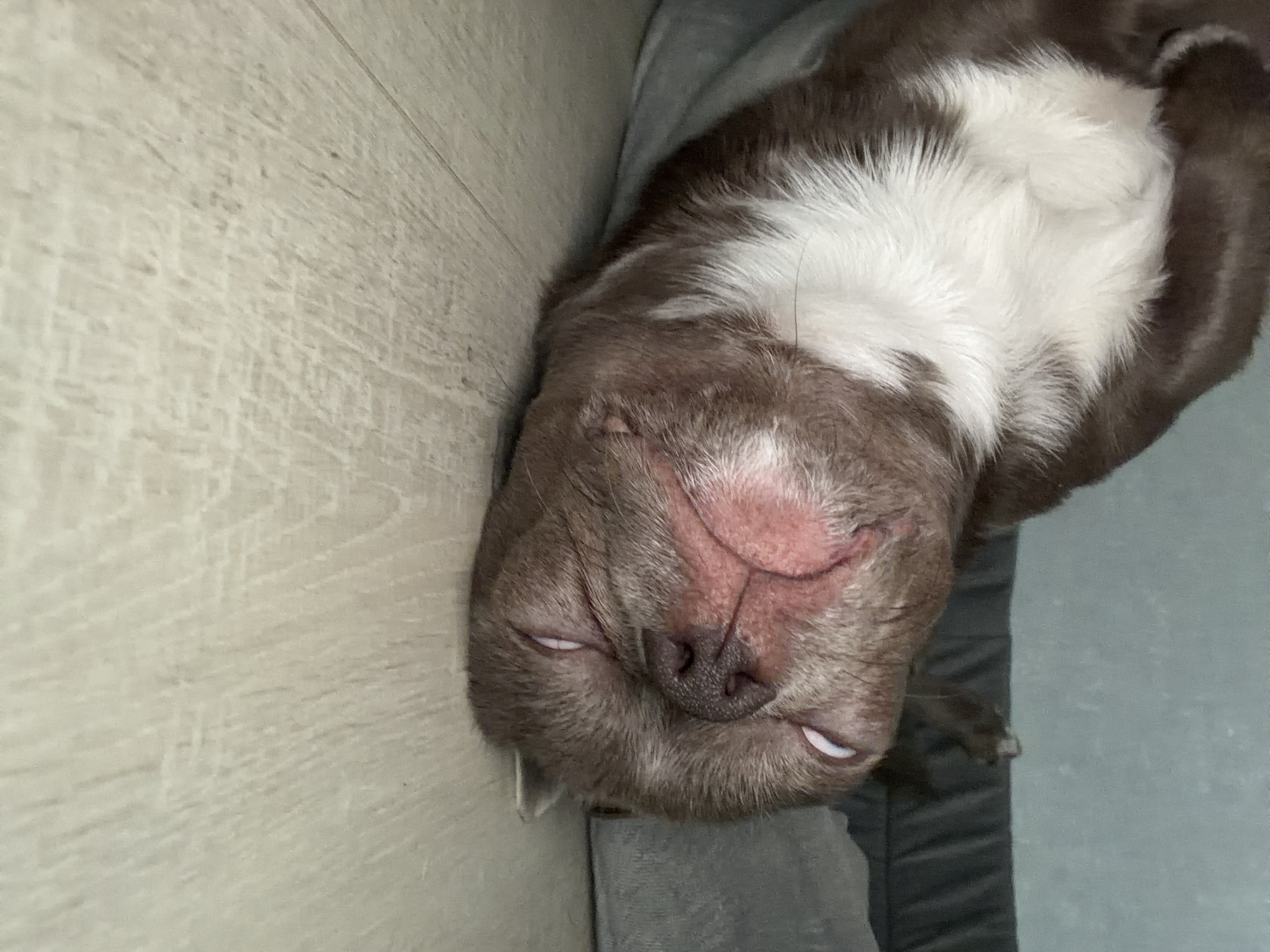 A brown and white dog lies on its back, seemingly asleep or resting. The dog has a light brown face with a black nose and closed eyes, revealing a small portion of its white teeth. The dog's body is mostly brown with a patch of white fur around its chest. The dog rests on a gray surface, possibly a dog bed or blanket, which is positioned next to a light-colored wooden floor or wall. The image does not provide information to determine whether the location is the city of Votkinsk, Russia. The scene shows no people or specific actions, suggesting the dog is simply at rest.