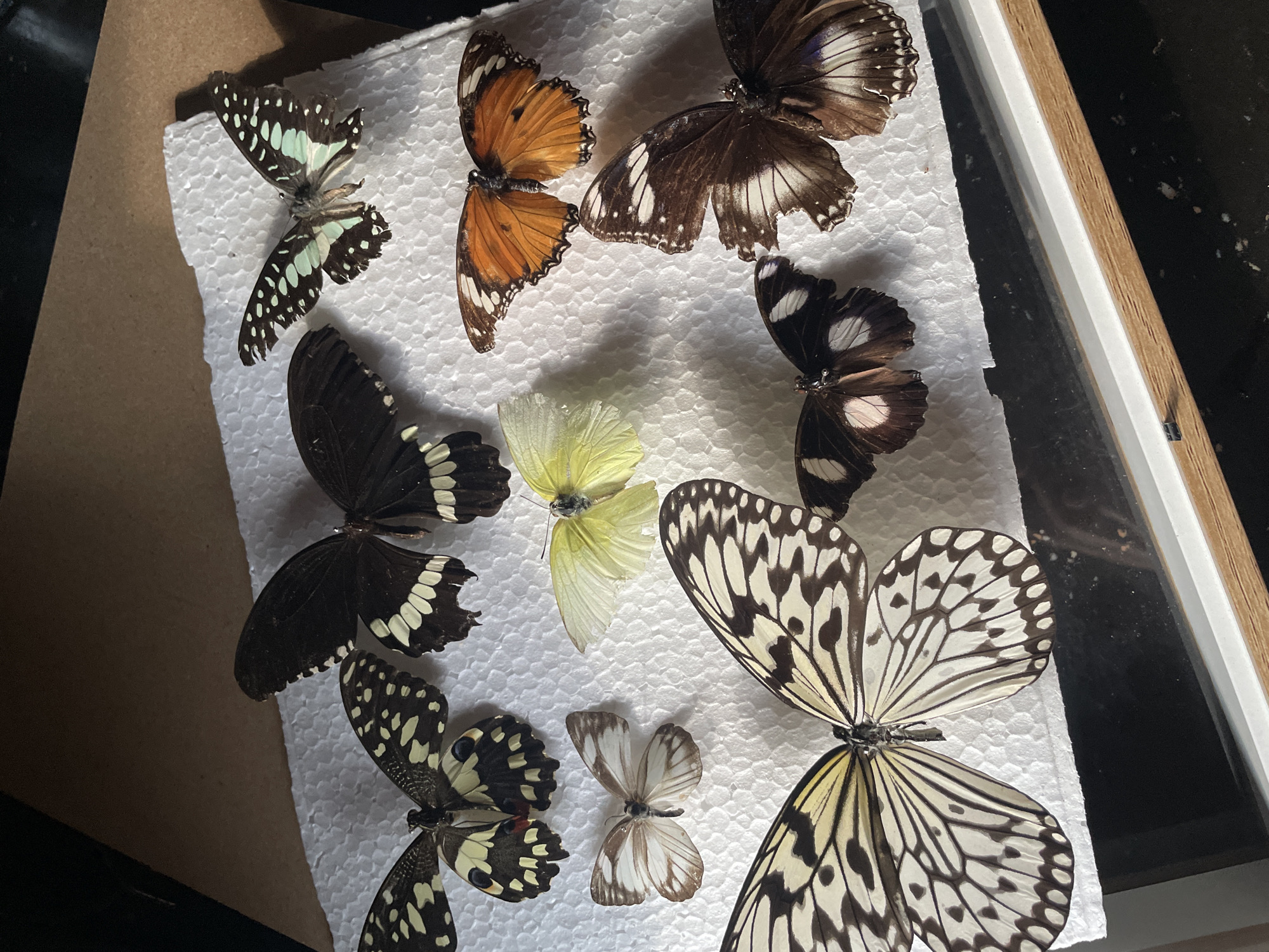 The image provides an overhead view of nine preserved butterflies meticulously arranged on a white, textured foam board. This foam board is situated on a light brown cardboard surface, visible along the top and right edges of the frame. The entire display appears to be housed within a framed enclosure, with a white border and a light brown wooden frame visible at the bottom of the image.
The butterflies exhibit a variety of sizes and wing patterns:
- At the upper right, a dark-winged butterfly displays vibrant mint-green spots.
- Adjacent to it on the left, two larger, predominantly black butterflies are present, featuring distinct cream-colored spots along the outer margins of their hindwings.
- Below these, positioned towards the upper-left quadrant, is a medium-sized butterfly with black and yellow spotted wings.
- A smaller, pale brown and white butterfly is located below the black and yellow specimen.
- Centrally positioned in the mid-ground is a pale yellow butterfly, its wings appearing slightly creased.
- To the right of the yellow butterfly, an orange butterfly with black borders and white markings is displayed.
- A large butterfly dominates the lower-left to mid-center portion of the image, characterized by its translucent white wings with intricate black venation and patterning.
- To the right of this large white butterfly, a dark brown specimen features a prominent white patch on its hindwings.
- Partially visible at the far bottom-right is another dark brown butterfly with white and subtle bluish markings.
All butterflies are static, pinned specimens, some exhibiting minor tears or chips on their wings, indicative of collected and preserved samples. The lighting emanates from above and slightly to the left, creating soft shadows. No individuals, actions, or direct interactions are depicted. The visual content of the image does not provide any specific cues or markers to forensically confirm its location as Davao City, Philippines.