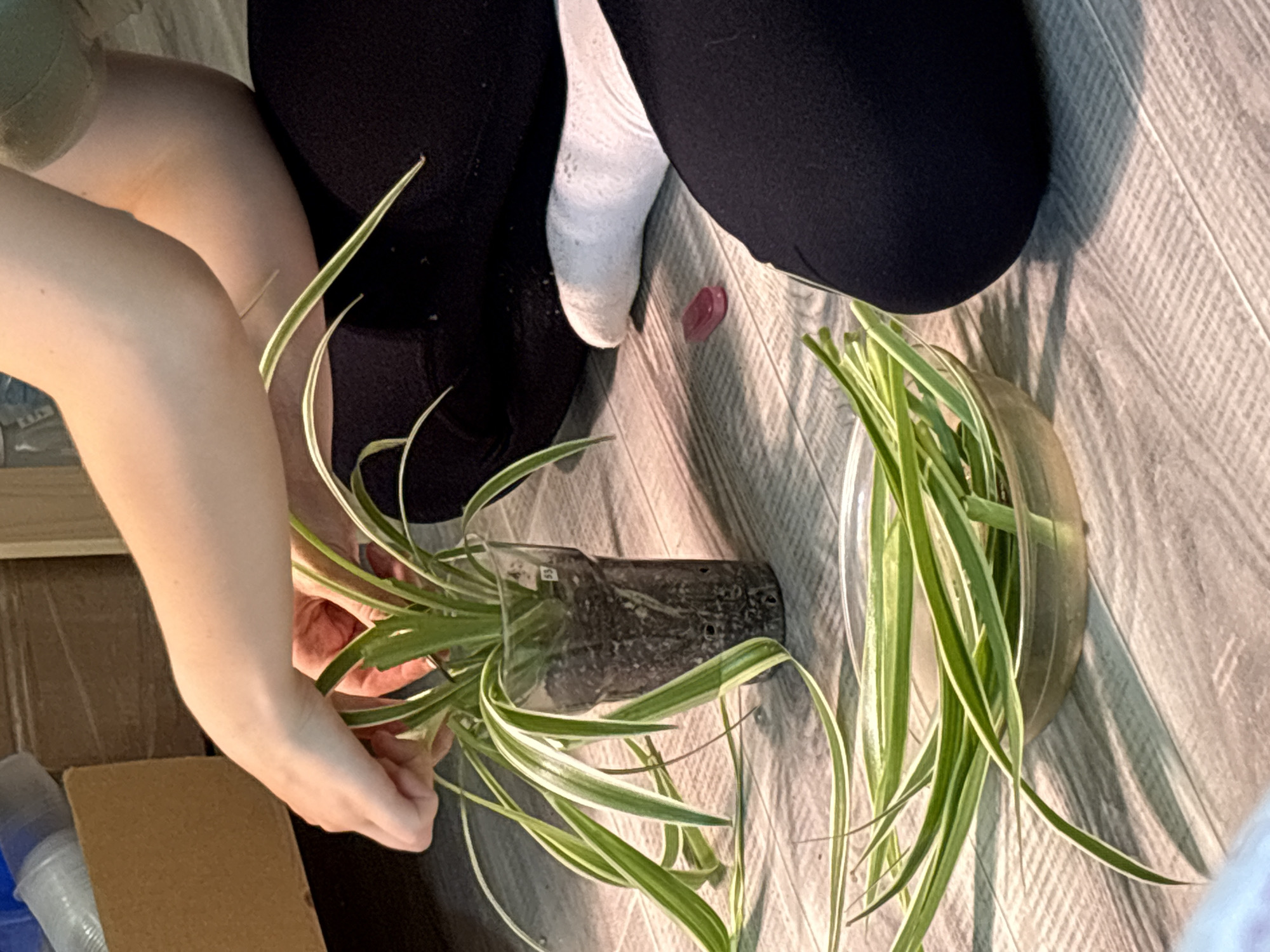 The image depicts a person's hands tending to a spider plant in a clear plastic cup filled with soil. The plant has long, variegated green and white leaves. Several detached leaves of the same plant are submerged in water in a shallow, clear bowl. The scene appears to be indoors, with a gray, wood-patterned floor visible. A person's legs, clad in dark pants and a white sock, are present on the right side of the frame, suggesting they are sitting on the floor. The background includes a cardboard box and possibly plastic containers. The overall impression is one of domestic activity related to plant care. There are no discernible elements within the image that would allow for the identification of a specific location in Saint Petersburg, Russia.
