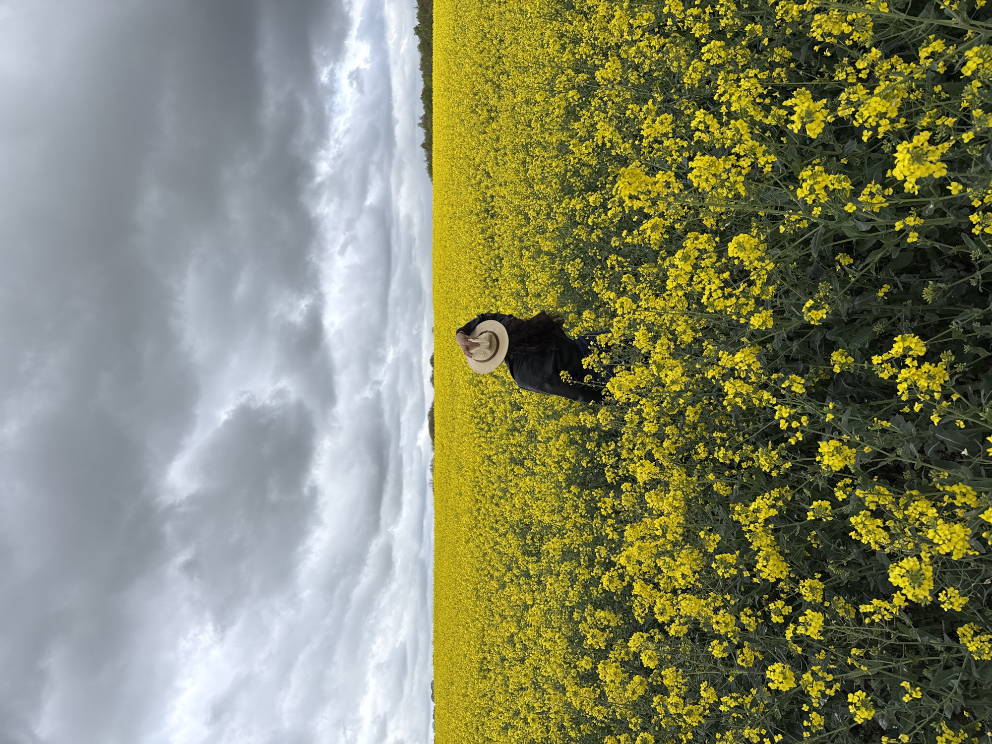 A wide outdoor shot captures a person standing in a vast field of vibrant yellow flowers under an overcast sky. The person, seen from behind, is positioned towards the left of the frame, facing away from the camera. They wear a dark-colored jacket or top and a light-colored straw hat.
The expansive field, dominated by dense, bright yellow blossoms, likely rapeseed or canola, stretches across the lower and middle sections of the image, filling the majority of the scene. The yellow flowers stand out against the darker green of their stems and leaves. In the far distance, a thin horizontal line of dark trees or foliage marks the horizon, separating the field from the sky.
The upper portion of the frame is filled with a dramatic, heavily clouded sky. The clouds are a mix of various shades of grey and white, indicating an overcast or potentially stormy day. The diffused light from the cloudy sky creates a striking contrast with the intense yellow of the flowers below. The scene suggests a tranquil moment amidst a vast agricultural landscape. There is no visible text. The time of day is daytime.