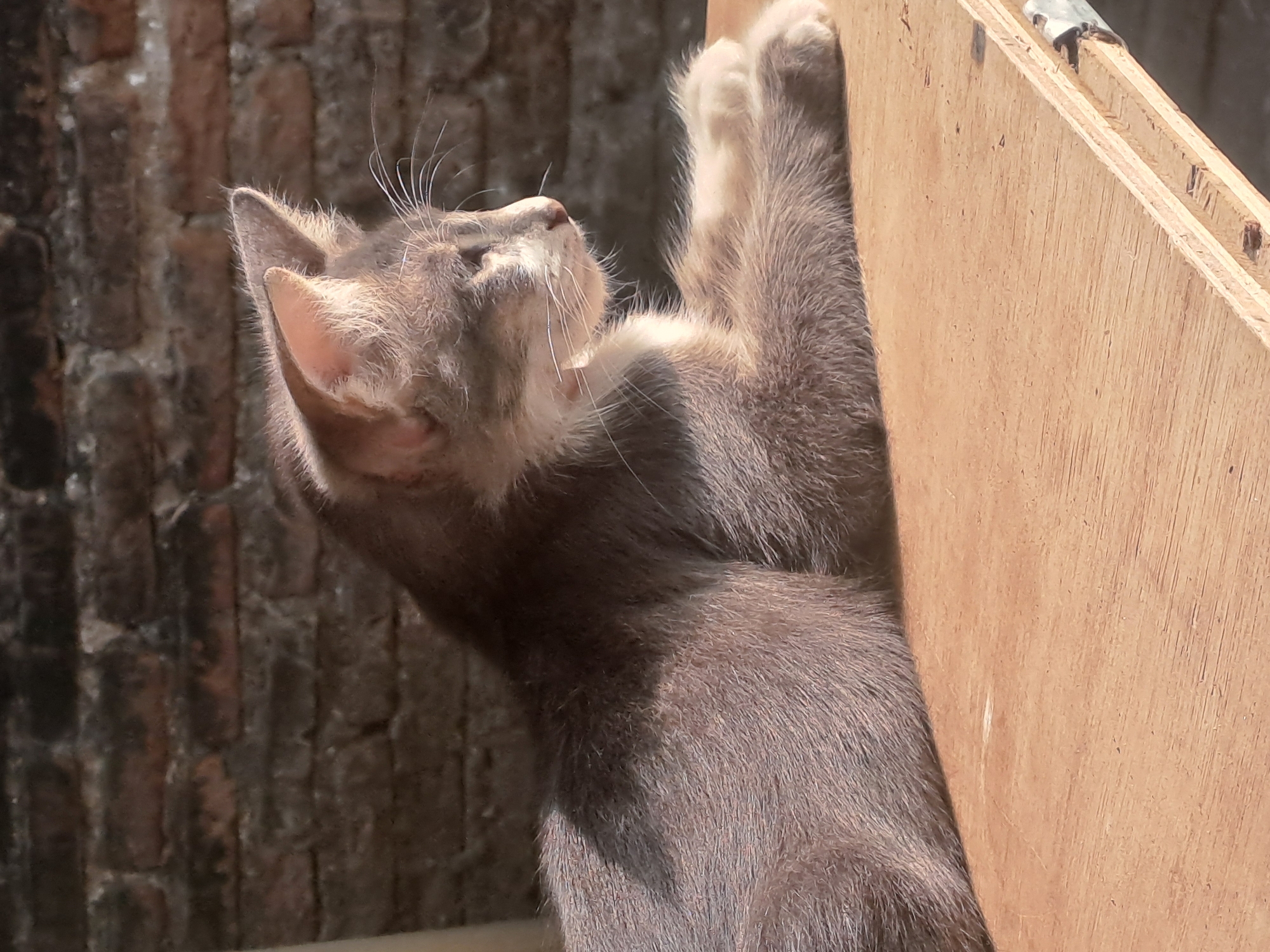 A gray and white domestic cat lies on its side on a wooden surface, facing right, with its paws crossed. The cat's fur is short and slightly textured. The background consists of a weathered brick wall, with visible mortar and individual bricks. Sunlight casts shadows across the scene, highlighting the cat's features and the texture of the wall. The wooden surface appears to be a plank or table, with visible wood grain and some imperfections. The overall environment suggests an outdoor or semi-outdoor setting, possibly a yard or patio in a residential area. The location is identified as Sumberejo, Indonesia.