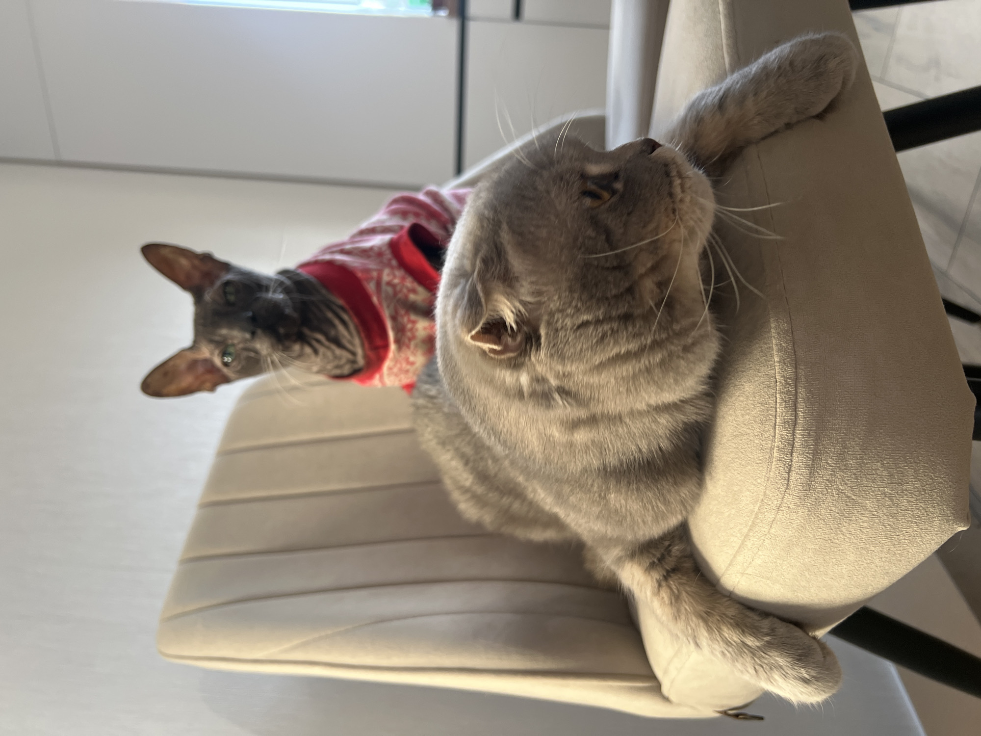 A gray cat is resting on a beige chair, its paw gripping the side. Another cat, wearing a red patterned shirt, is partially visible in the background. The setting appears to be indoors. The location in Votkinsk, Russia is not apparent from the image.