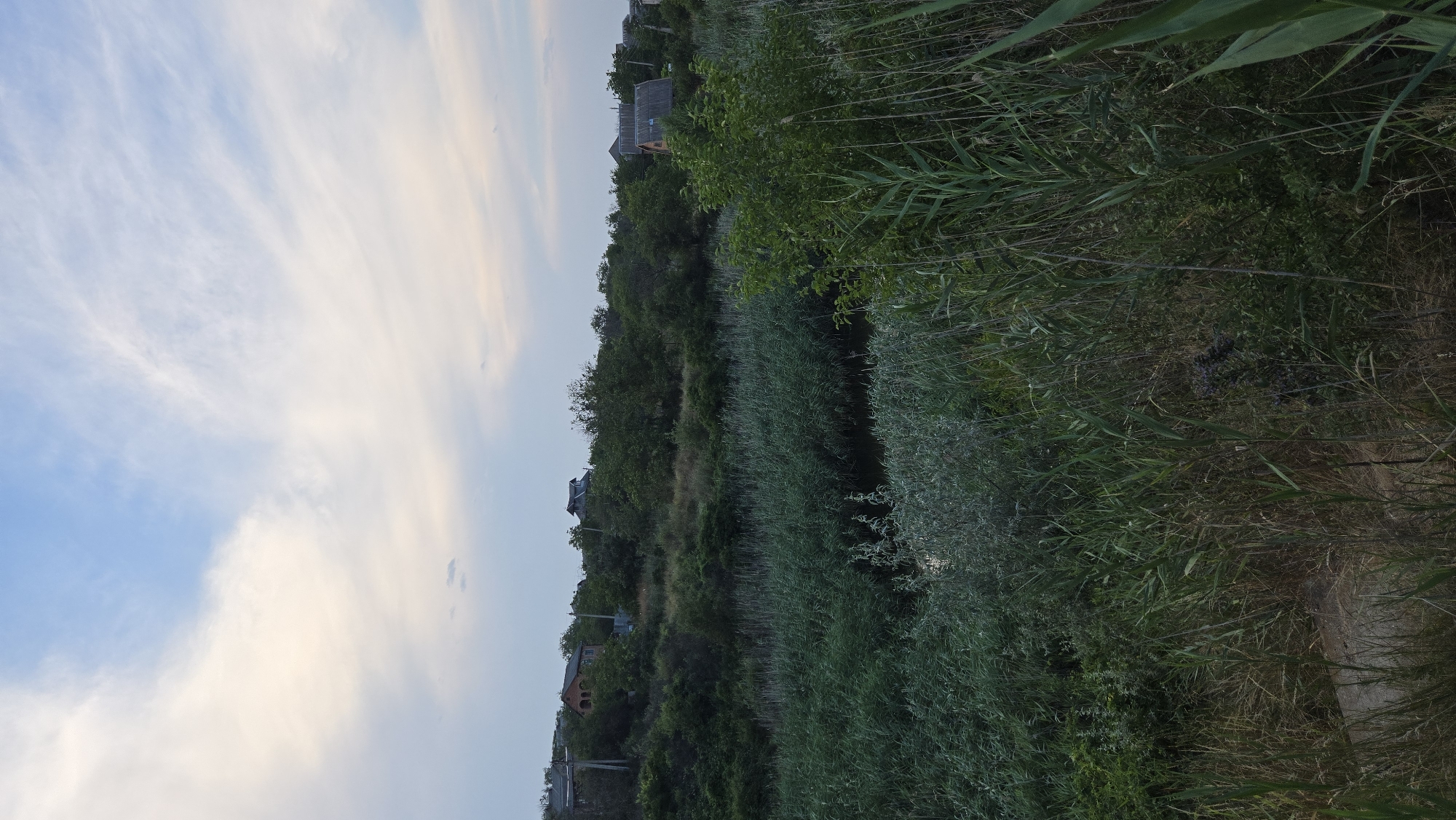 A landscape view shows a dense thicket of reeds and vegetation in the foreground, with a narrow channel of water visible within the reeds. In the middle ground, a tree-lined slope is dotted with houses, suggesting a residential area on a hill. The background features a serene sky with scattered clouds, some tinged with pastel hues. The overall scene depicts a rural or semi-rural environment on the outskirts of Nikolsokoye, Moldova. There are no people or animals visible in the image. The lighting suggests it is either early morning or late evening.
