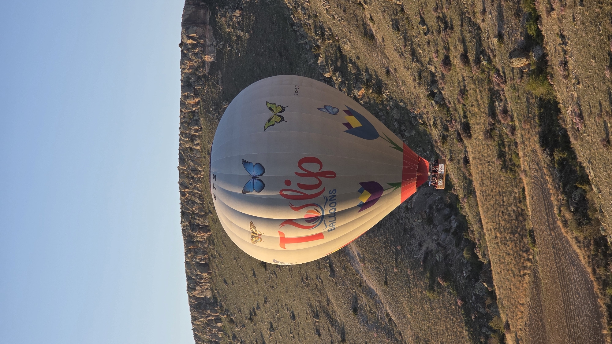 A hot air balloon with a large, light-colored envelope, adorned with colorful butterflies and tulip designs, is captured mid-flight against a clear blue sky and rugged landscape. The balloon features the prominent text "Tulip Balloons" in stylized red and blue lettering, with the registration "TC-BTT" visible on its upper surface. The basket of the balloon, visible at the bottom, holds several people who appear to be enjoying the scenic view.
The setting is a dry, mountainous, or hilly terrain, characterized by rocky formations and sparse vegetation in shades of brown and green, indicative of an eroded landscape. The lighting suggests either early morning or late afternoon, with a warm, golden glow illuminating the ground and the balloon, and long shadows stretching across the terrain, creating a dramatic visual effect. The sky above is a clear, bright blue, without clouds.
The image depicts the popular activity of hot air ballooning over the unique geographical formations often associated with Ürgüp, Turkey, within the Cappadocia region. The overall scene conveys a sense of adventure, tranquility, and breathtaking natural beauty.