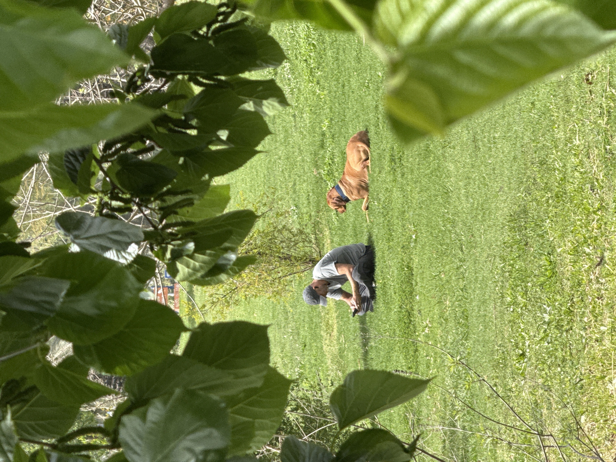A man kneels in a grassy field, possibly interacting with an object on the ground. A medium-sized brown dog wearing a blue collar stands a few feet away, facing the same direction as the man. The scene is partially framed by leaves and branches in the foreground. The location is unspecified, but the prompt indicates it is within Tel-Aviv, Israel.
