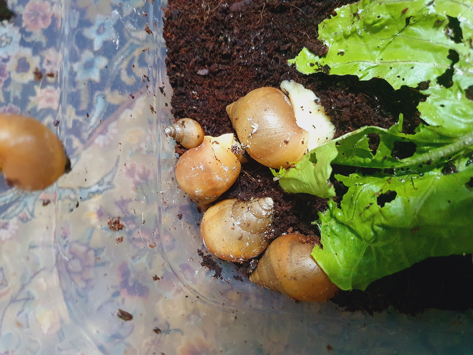 A high-angle medium shot captures a clear plastic container filled with dark, moist soil, likely a terrarium. Several snails, characterized by their smooth, glossy, oval-shaped shells, are visible. Four larger snails are situated in the lower half of the frame, with their bodies partially extended from their shells. One snail is positioned on the left, facing upwards. Two are in the center, one slightly behind the other. The fourth larger snail is on the right, facing towards the left. A much smaller snail, barely visible, is perched on the soil near the center. A few wilted green leaves, possibly lettuce, lie on the soil in the lower left and right corners of the container. The background of the container is a blurred tapestry-like pattern with hints of floral designs in muted purples, blues, and pinks. The lighting is even, with no strong shadows, suggesting an indoor setting. The scene is devoid of any elements that would indicate a specific location within the city of Shiraz, Iran.
