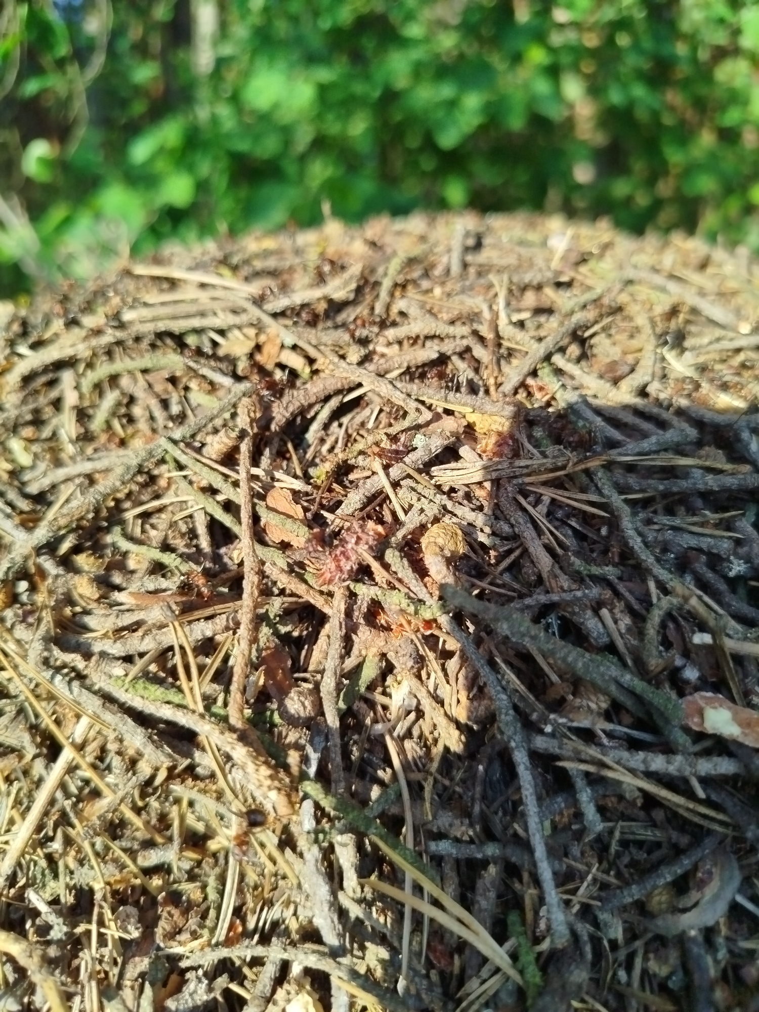 The image shows an anthill constructed of twigs, pine needles, and other forest debris. The anthill is located in a forest environment, as suggested by the out-of-focus green foliage in the background. The presence of ants is evident on the surface of the anthill. The light suggests an outdoor setting. The precise location in Заречье, Russia is not discernible from the image.