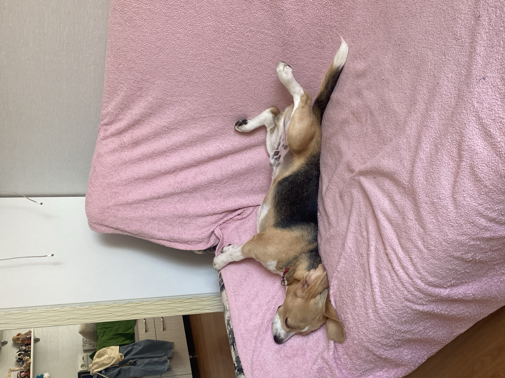 A tri-color dog is sleeping on its back on a pink, textured blanket covering a sofa. The dog's head is turned to its left, and its legs are splayed out. The blanket is draped over the sofa, with some folds and wrinkles visible. In the background, a closet with several doors is partially visible, as well as a white wall. The flooring appears to be wood. The scene is indoors and suggests a domestic setting. No specific location in Perm, Russia, can be determined from the image.