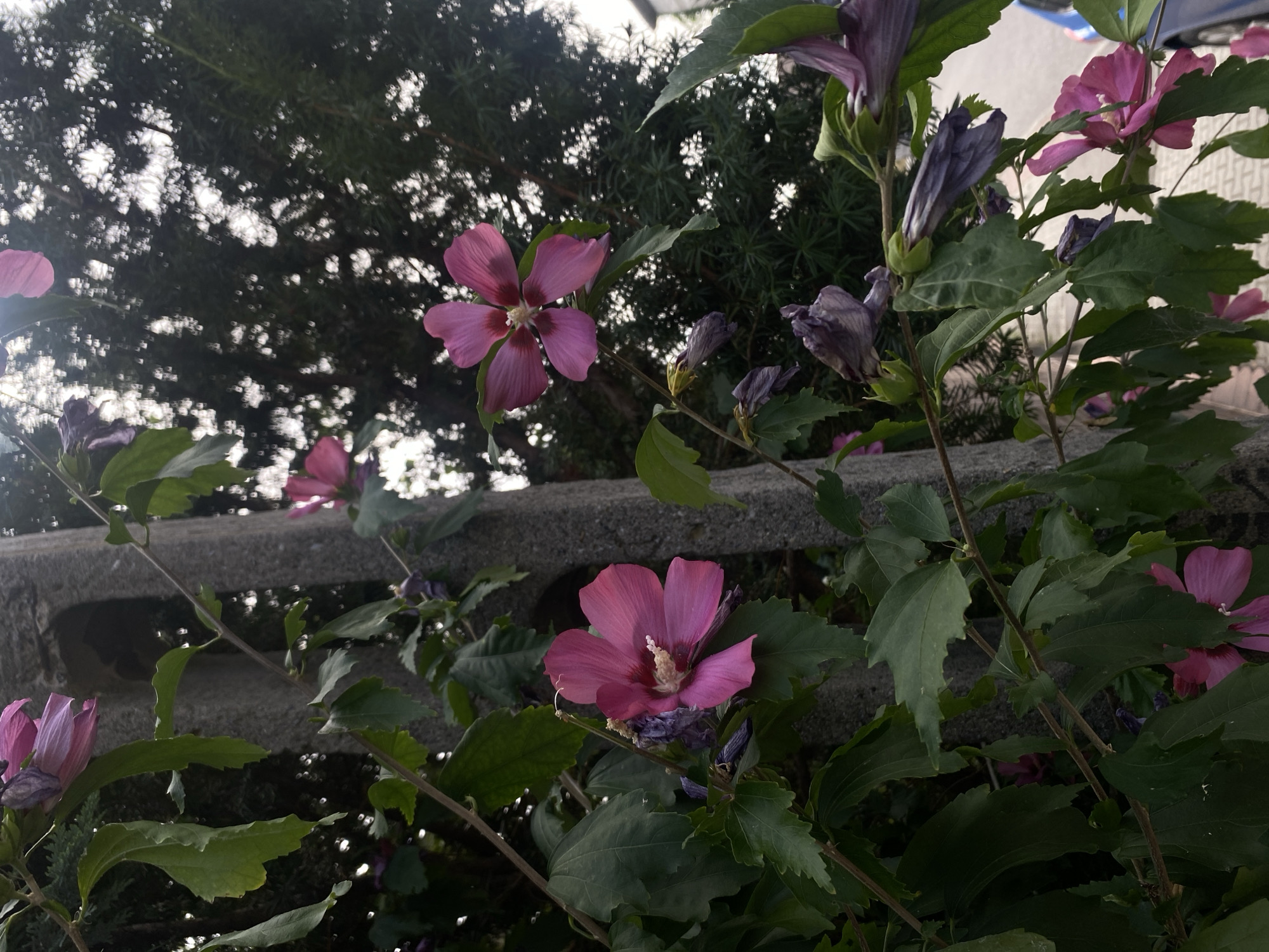 The image depicts a close-up view of a flowering bush with vibrant pink hibiscus-like flowers and green leaves, positioned alongside a textured, gray concrete pillar. The background is softly blurred, showing dark green foliage, possibly a tree, and a bright, overcast sky. Some of the flowers are fully bloomed, revealing their delicate petals and stamens, while others are in various stages of wilting, displaying shades of purple and brown. The concrete pillar has a rough, weathered surface with a visible vertical seam. The overall scene suggests an outdoor environment, potentially a garden or public space within a city. However, there is no information or visual cue within the image that allows for the identification of the specific location as Nowy Sącz, Poland.
