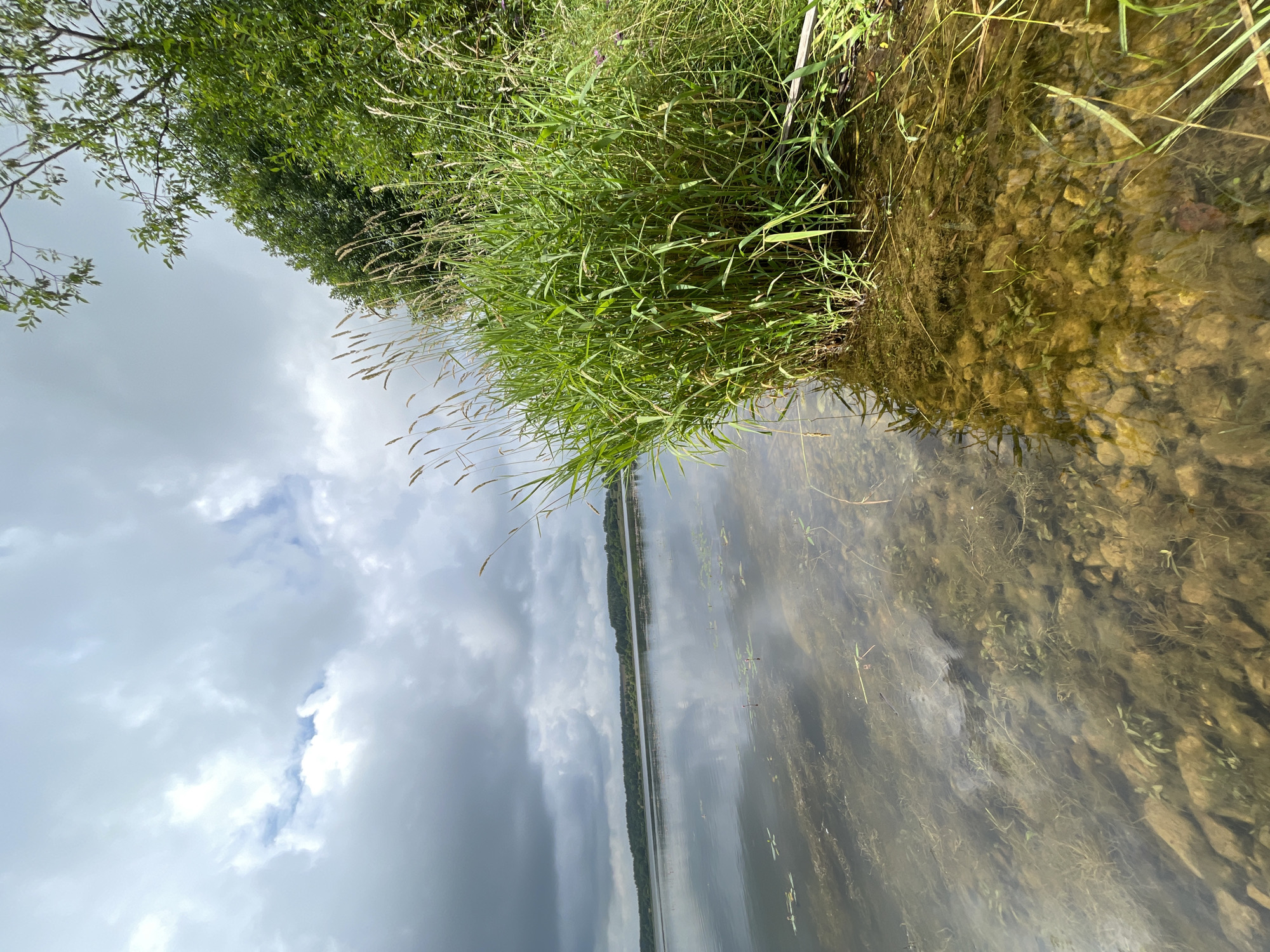 The image captures a natural scene at the edge of a body of water, likely a lake or river, in or near Bereznik, Russia. The foreground is dominated by a dense growth of tall, green grass and reeds, some of which extend into the shallow, clear water. The bottom of the water is visible, revealing submerged rocks and aquatic plants. The water's surface reflects the overcast sky, which is filled with a mix of dark, heavy clouds and patches of lighter sky. In the middle ground, the water stretches out to a distant shoreline lined with trees, forming a dark, undulating horizon. The overall impression is one of a tranquil, natural landscape under a cloudy sky. There are no people or man-made objects visible in the frame.