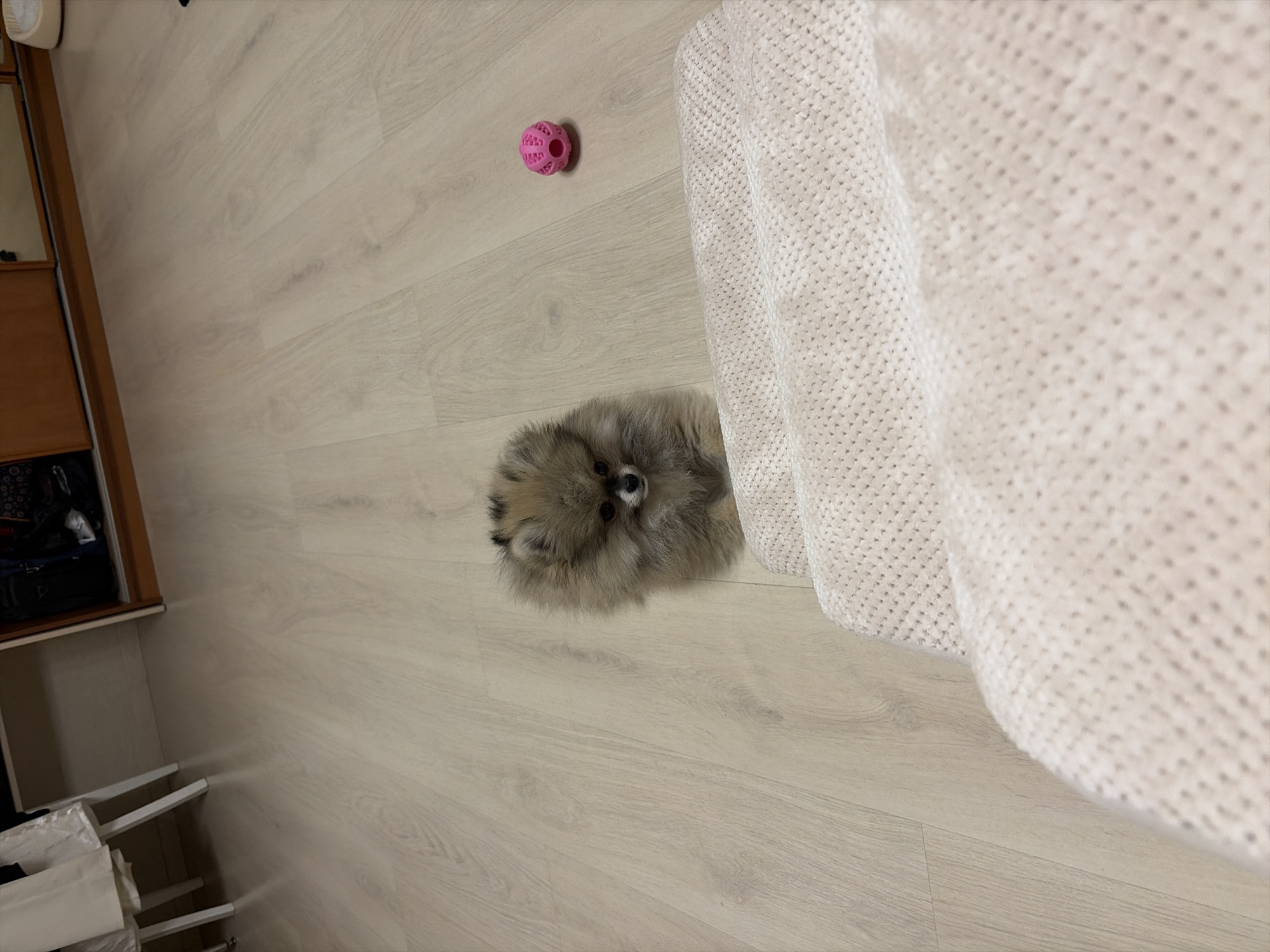 The image displays an indoor scene featuring a small, fluffy dog, consistent with a Pomeranian puppy, positioned centrally on a light-colored wood laminate floor. The dog's fur is predominantly light brown and tan with darker accents. It is looking forward and slightly downward in a settled posture. To the immediate right of the dog, a bright pink, spherical, hollow plastic toy with patterned cut-outs rests on the floor. The lower portion of the frame is occupied by a light beige, textured fabric surface, possibly a blanket or upholstery, exhibiting a consistent raised woven pattern. In the upper left background, two white furniture legs are visible. The upper right background reveals a dark brown wooden cabinet or shelving unit. The environment is illuminated uniformly, suggesting ambient indoor lighting. The specific geographical location cannot be determined from the visual evidence.