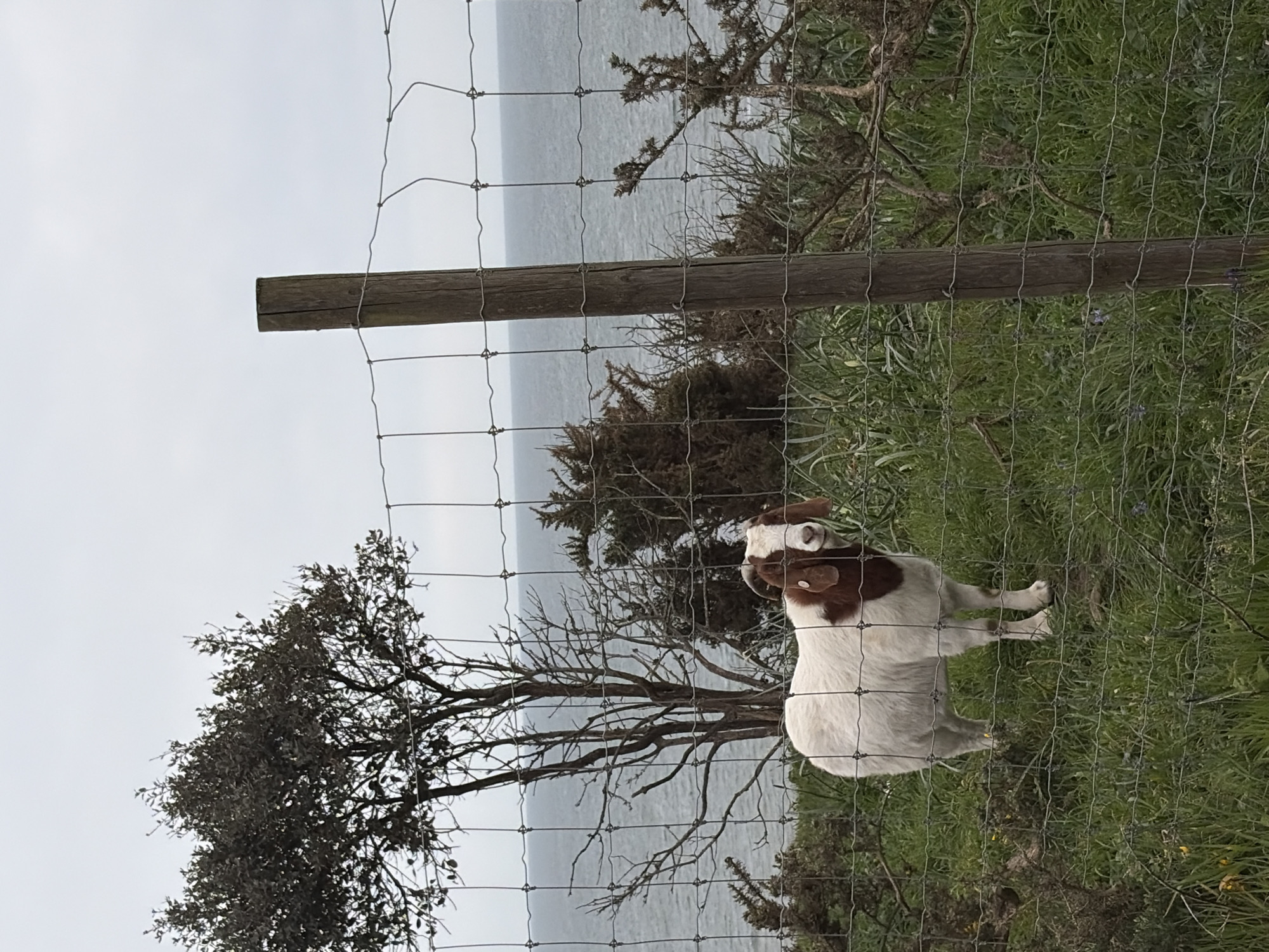 A goat stands behind a wire fence in a green, grassy area. The goat has a white body with brown markings on its head and neck. Beyond the fence and grass, there is a body of water under an overcast sky. Trees and shrubs are visible behind the fence. The location is Bournemouth, United Kingdom.
