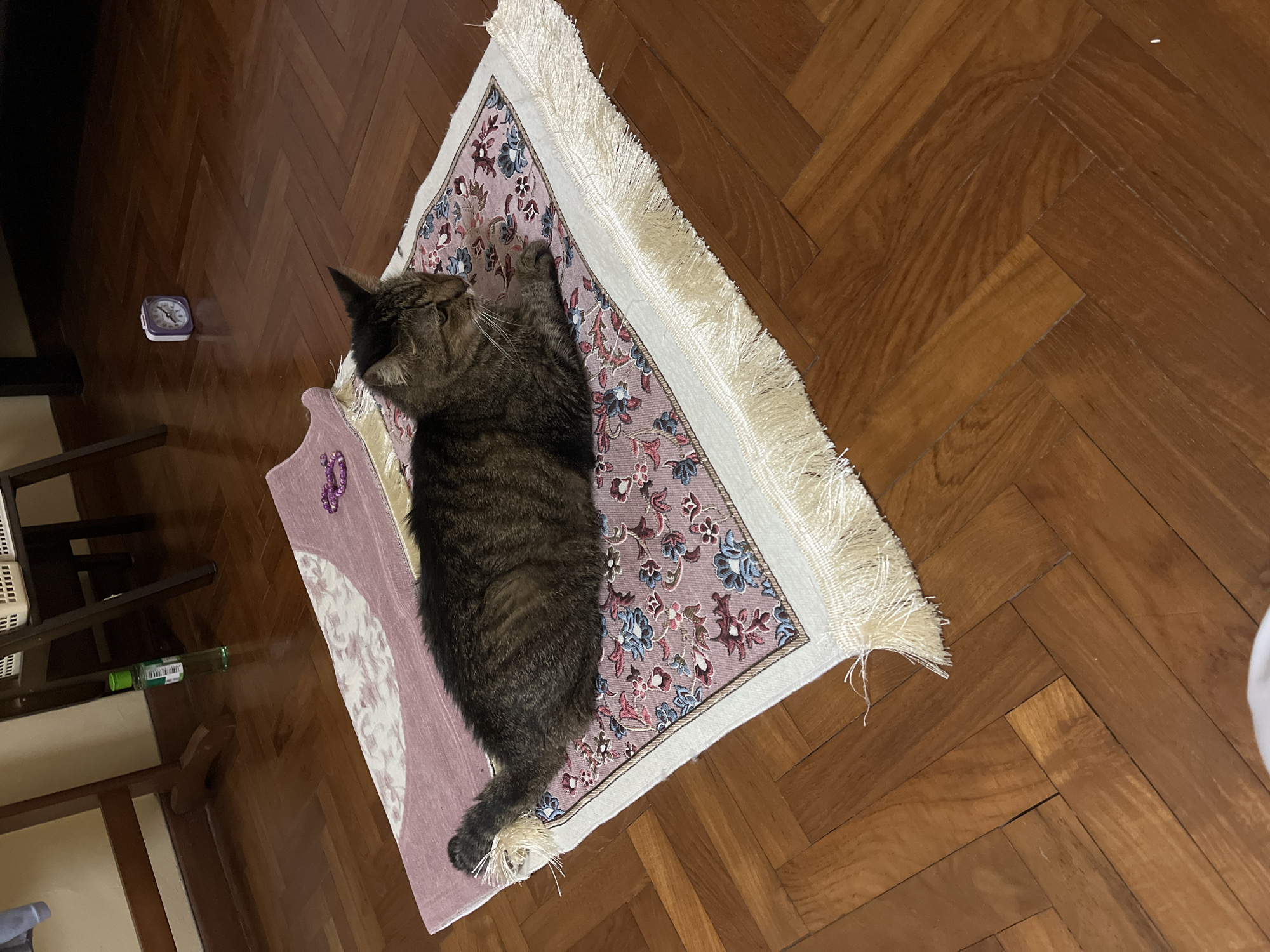 In a domestic indoor environment, likely a living room in Singapore, a medium-sized tabby cat with dark brown and black stripes is resting on a prayer mat. The prayer mat is laid out on a polished wooden floor with a herringbone pattern. The mat itself has a pink background with a floral design in shades of blue, red, and white, and is bordered by a cream-colored fringe. To the left of the mat, on the wooden floor, a green plastic bottle with a white label stands upright. In the background, a wooden furniture piece, possibly a shelf or cabinet, is visible, with some white baskets on top. Further in the background, a small, square purple alarm clock sits on the wooden floor. The overall lighting suggests an indoor setting, possibly during the day or with artificial lighting. The cat appears relaxed, with its eyes partially closed.