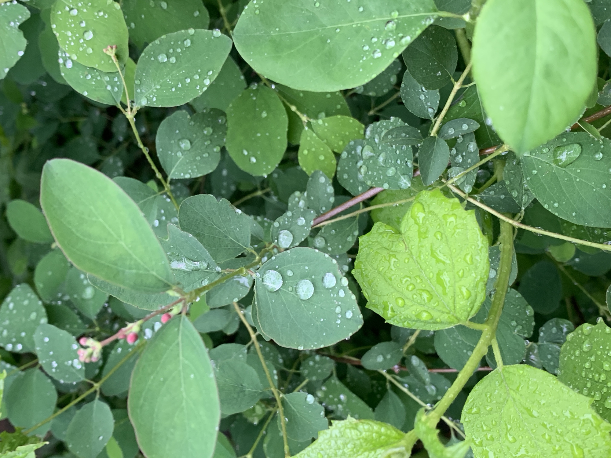 Close-up of green leaves covered in water droplets. Small pink buds are visible on one branch. The scene is located in Stavropol, Russia.