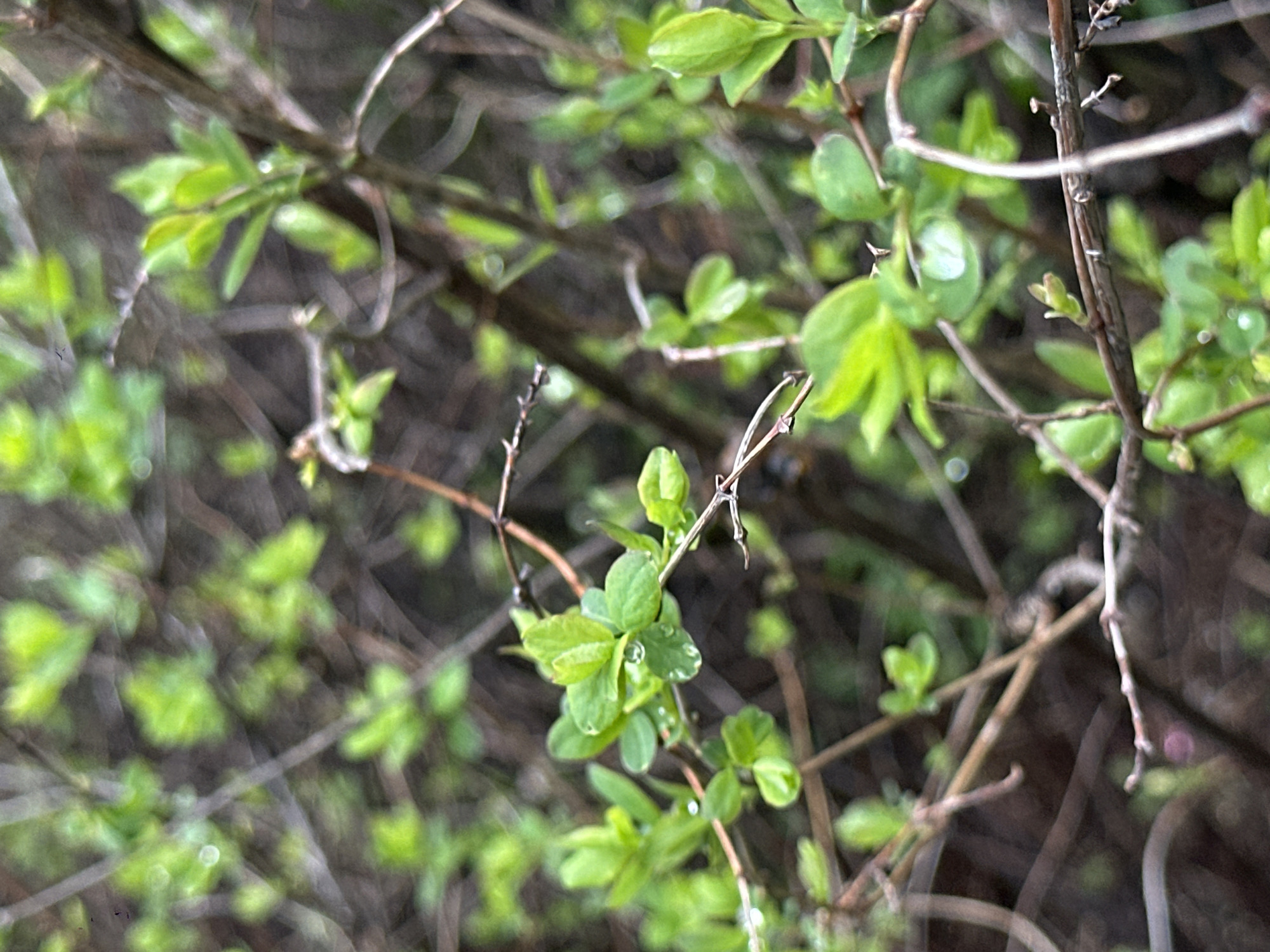 The image depicts a close-up of a plant with small, light green leaves emerging from thin, brown branches. There are water droplets visible on some of the leaves. The background is blurry, suggesting a dense growth of similar plants. The location is not identifiable as Moscow, Russia from the visual information provided.