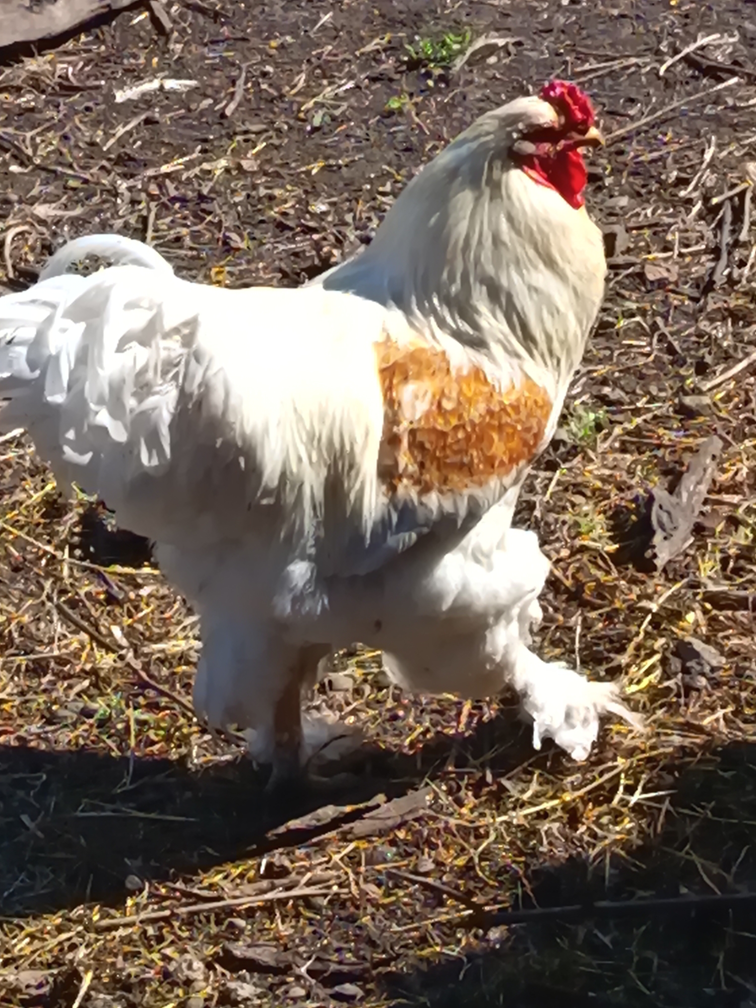 A white and golden rooster stands on dry, dark soil scattered with small sticks and straw. The rooster has a bright red comb and wattles, and its plumage is predominantly white with patches of golden-brown feathers on its sides. The background is blurred and consists of more dry earth and sparse vegetation. The lighting suggests it is daytime, with sunlight casting shadows. The image appears to be taken in a rural outdoor setting. There is no discernible indication of the specific location within Soloneshnoye, Russia.