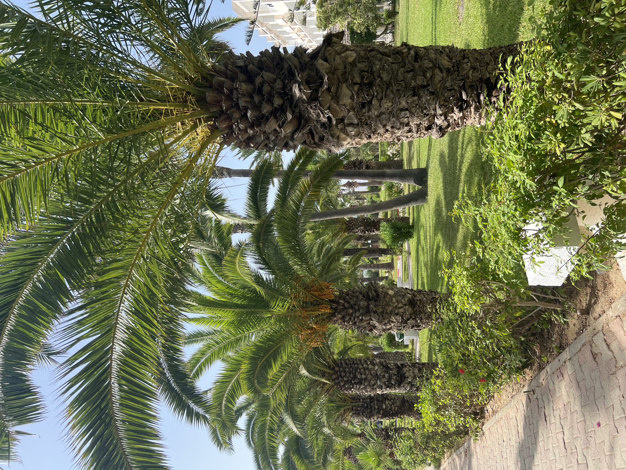 The image depicts a sunny outdoor scene in Hiboun, Tunisia, characterized by a pathway lined with palm trees and lush green grass. The pathway, made of reddish-brown paving stones, runs along the left side of the frame, bordered by a neatly trimmed hedge of green bushes. Several large palm trees with thick, rough trunks are spaced out across the grassy area. Some of these palm trees are laden with clusters of small, yellowish-orange fruits. In the background, a white building with multiple stories and balconies is visible, suggesting a resort or hotel. The sky is clear and blue. The overall environment appears to be a well-maintained outdoor space, likely a garden or park area within the city. There are no people visible in the image.