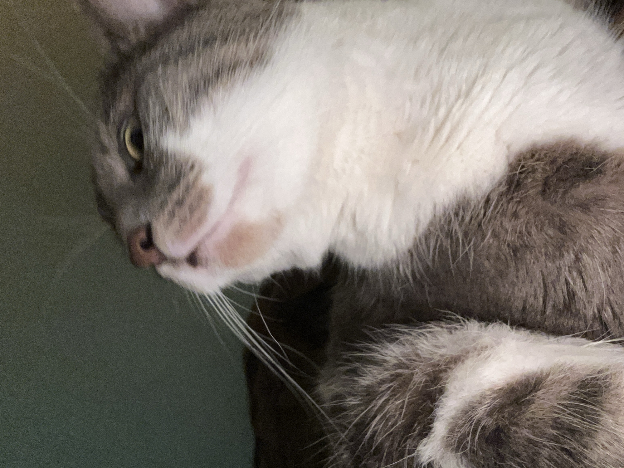 The image shows a close-up of a tabby cat's face and chest. The cat has grey and white fur. The cat's head is tilted upwards and to the left, with its right eye partially visible. The background is a solid, dark green color. There is no discernible location in the city of Sofia, Bulgaria, or any indication of human presence.