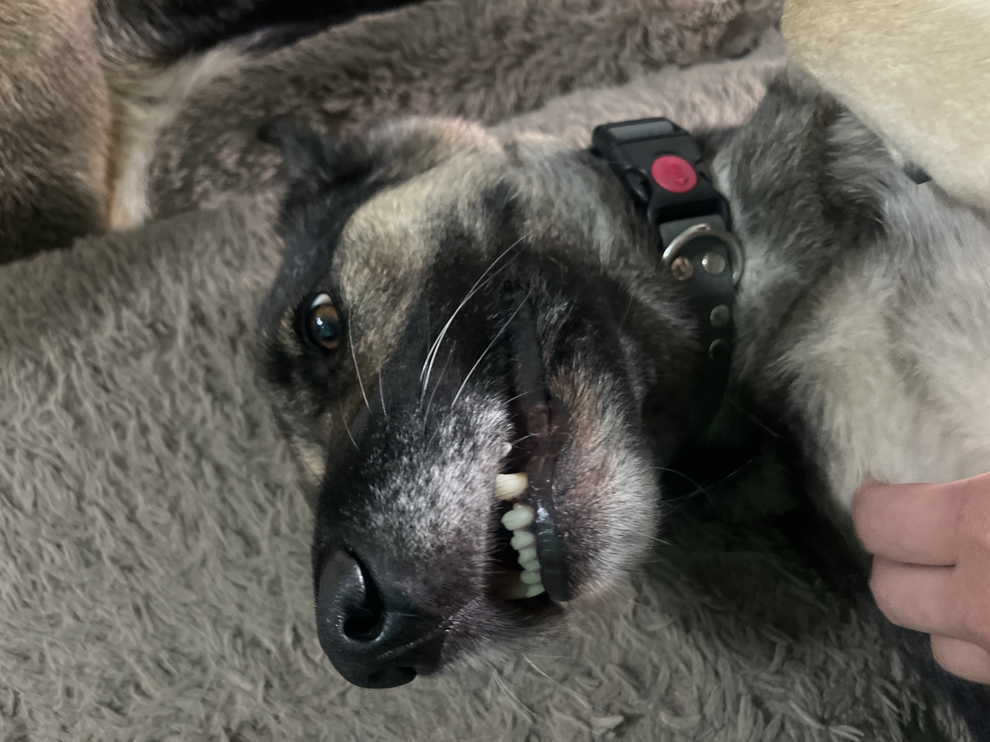 A close-up, eye-level shot captures a German Shepherd dog lying on its back, with its head tilted. The dog has its mouth open, revealing a full set of white teeth, and its tongue is visible. The dog's fur is a mix of black, brown, and gray, and it wears a black collar with a red button and a silver buckle. A human hand is visible in the lower left corner, gently holding the dog's fur. The background consists of a soft, textured gray surface, possibly a blanket or rug. The lighting is dim, casting subtle shadows that highlight the dog's features. This image was taken in Nizhny Tagil, Russia, on an indoor surface.