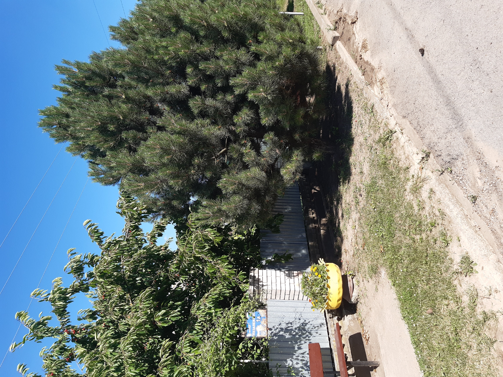 This image depicts a sunny day scene in Kavetchyna, Ukraine, with a focus on vegetation and a residential fence. A large pine tree dominates the right side of the frame, its dense green needles casting shadows on the ground. To its left, a cherry tree with lush green leaves and some visible red cherries is partially obscured by the pine. A grey corrugated metal fence runs horizontally across the midground, supported by brick pillars on the left. A blue and white sign with Cyrillic text, possibly indicating a street name or address, is affixed to the fence. In front of the fence, a wooden bench is positioned on a concrete path, and a bright yellow planter filled with green plants and yellow flowers sits on a stone base. The foreground shows a strip of grass and dirt next to a paved road with a concrete curb. The sky is a clear, vibrant blue with thin overhead wires visible. The scene suggests a quiet, outdoor residential area on a warm day.