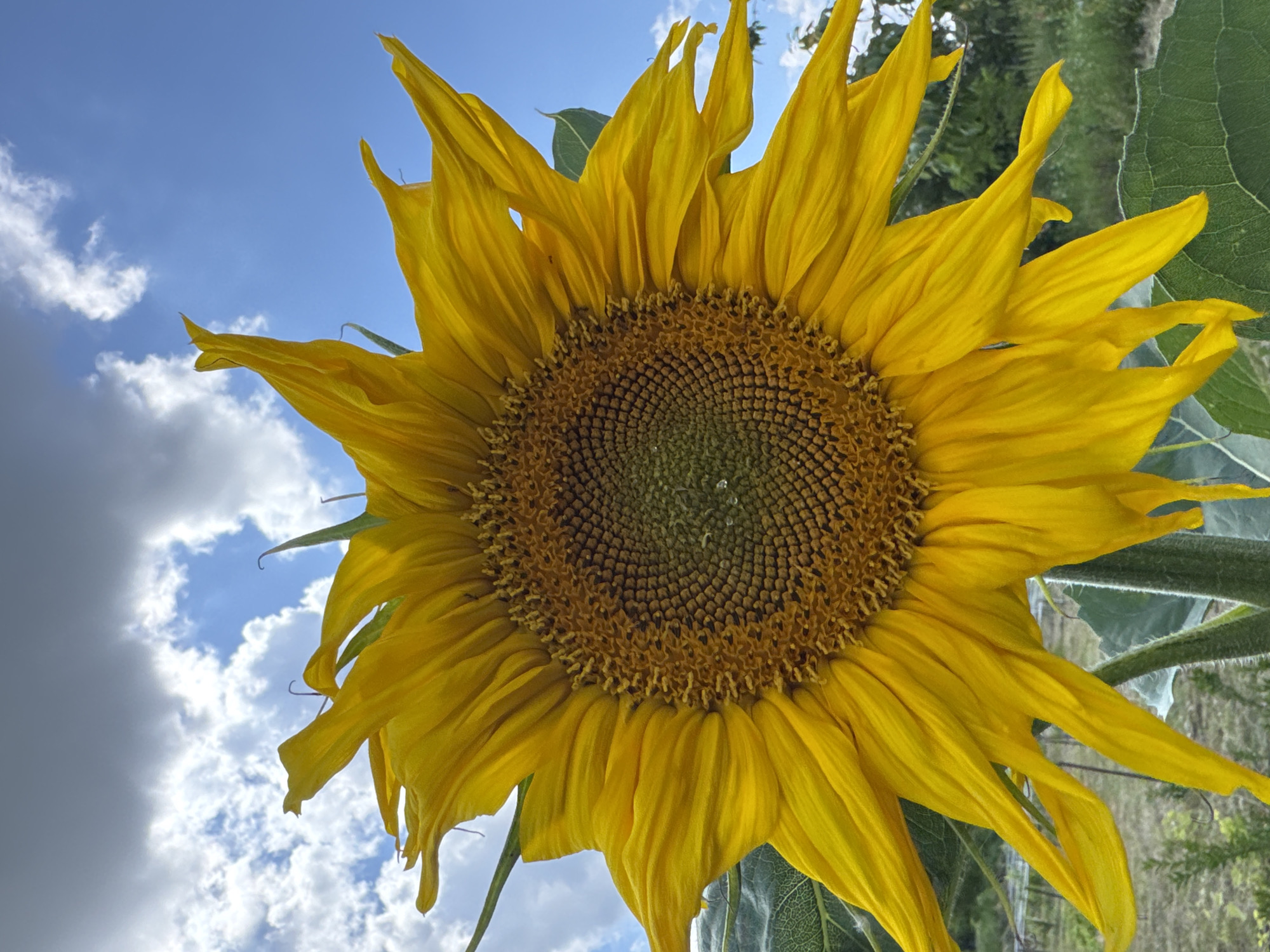 A close-up, low-angle shot captures a vibrant, yellow sunflower against a bright blue sky dotted with fluffy white clouds. The sunflower's petals are spread wide, with some appearing slightly wilted or curled. The center of the flower is a mosaic of tiny brown seeds arranged in a spiral pattern, with hints of green at the very center, possibly indicating early stages of seed development or moisture. The leaves of the sunflower are large and textured, with a distinct vein pattern. In the background, out of focus, a rural landscape can be seen, with hints of greenery and vegetation, suggesting it is an outdoor setting. There is no indication of the specific location within Zassovskaya, Russia, as no landmarks or identifying features are visible. There are no people or animals in the frame.