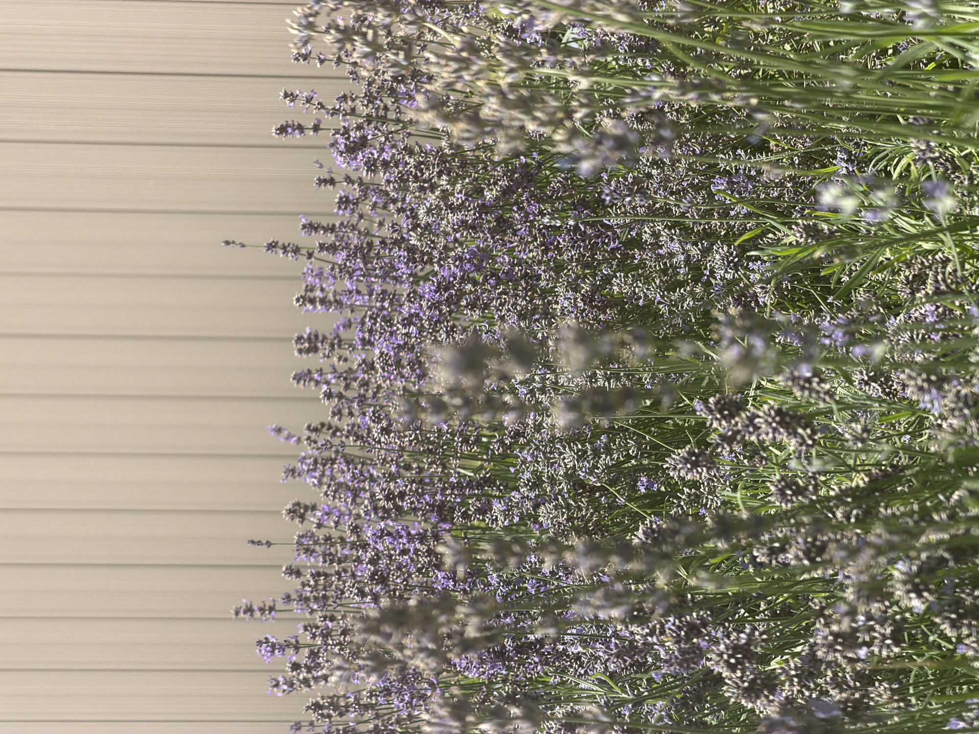 A close-up, eye-level shot captures a dense field of blooming lavender plants in bloom, with their characteristic purple flowers and green stalks filling the foreground and mid-ground. The lavender flowers are tightly clustered, with some spikes appearing more vibrant and in focus than others, creating a textured and somewhat blurred effect. The background is dominated by a smooth, vertical, beige-colored wall or fence, which appears to be made of metal or a similar material, with distinct vertical lines suggesting panels. The lighting indicates a bright, sunny day, casting soft shadows and highlighting the textures of the lavender. No people or animals are visible in the frame. The scene appears to be an outdoor garden or public space. The location is identified as Belgrade, Serbia.