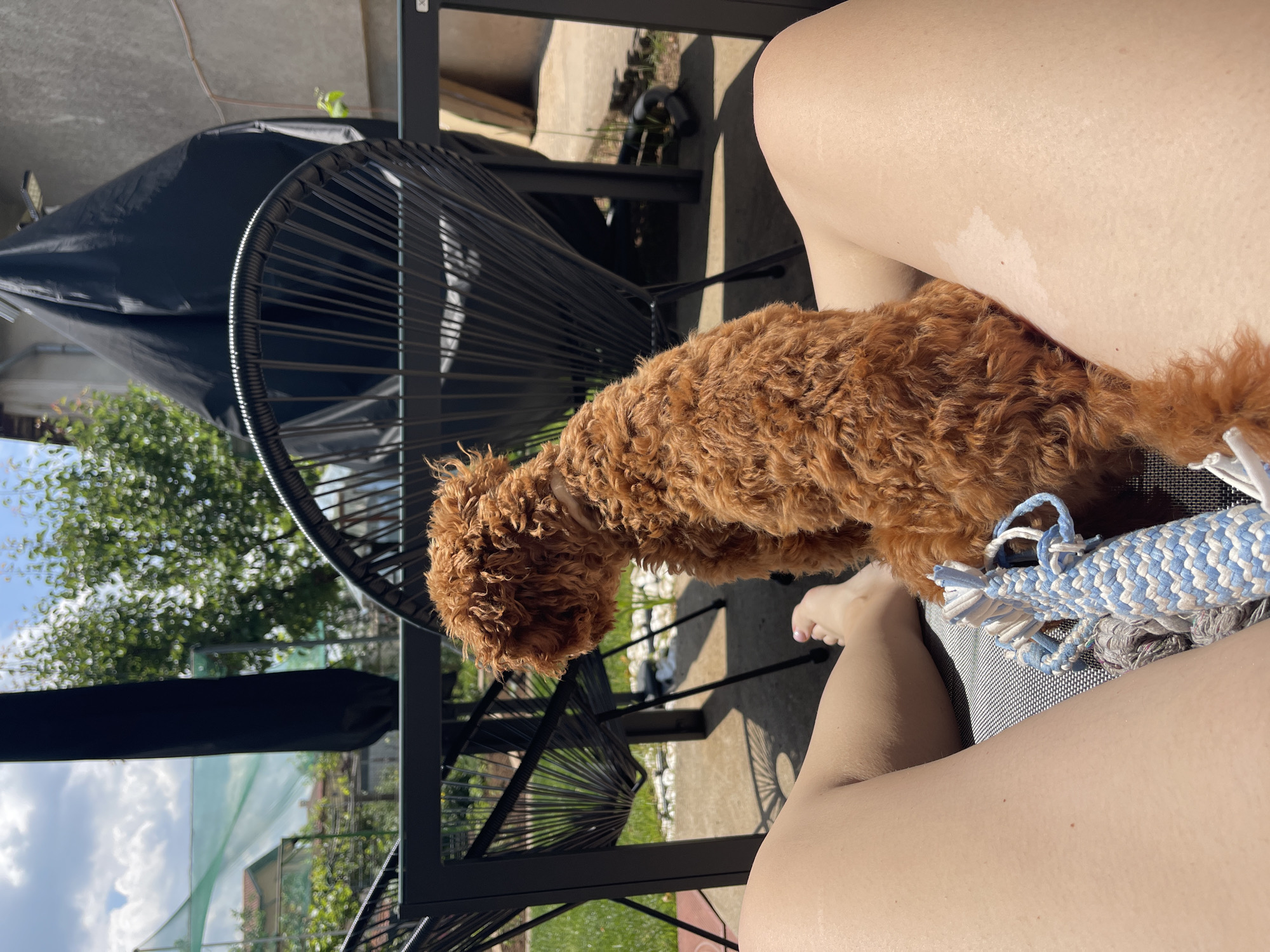 A dog sits on the lap of a person seated outdoors. The dog is a medium-sized breed with reddish-brown, curly fur. The person's legs are visible, and they are sitting on a gray chair with a textured seat. Next to the dog is a blue and white rope toy. The setting appears to be a patio or outdoor seating area, with black metal chairs and glimpses of greenery and sky in the background. A black canopy or awning is partially visible overhead. The location is not discernible from the image.