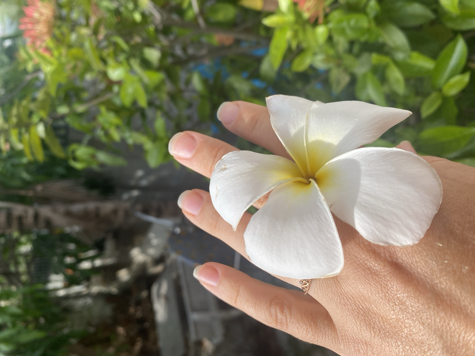 A close-up shot captures a woman's hand adorned with a delicate gold ring, gently holding a white plumeria flower. The flower, with its prominent yellow center, rests on the back of her hand, its petals extending outwards. The background is softly blurred, revealing lush green foliage and dappled sunlight, suggesting an outdoor setting. The woman's fingernails are clean and well-maintained, with a natural sheen. The image appears to be taken in Mũi Né, Vietnam, given the tropical flora and bright, sunny atmosphere characteristic of the region.