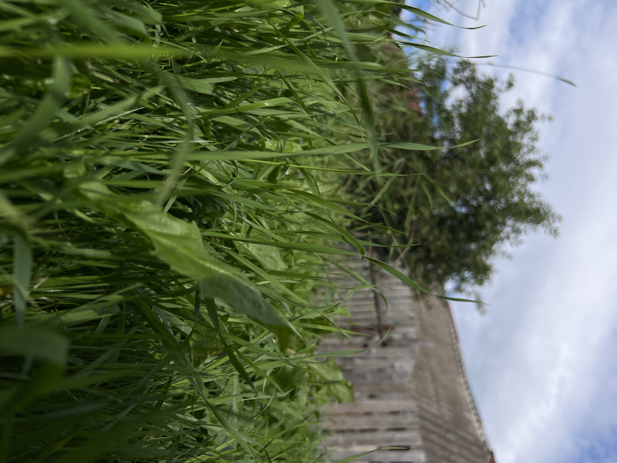 The image depicts a low-angle view of dense green grass in Yakshur-Bod'ya, Russia. In the background, out of focus, is a wooden fence and a building with a gray roof. A tree with lush green foliage is also visible behind the fence. The sky above is partly cloudy with patches of blue. The foreground is dominated by blades of grass, some of which are sharp and in focus, while others are blurred. The overall impression is one of a natural, rural setting on a bright day.