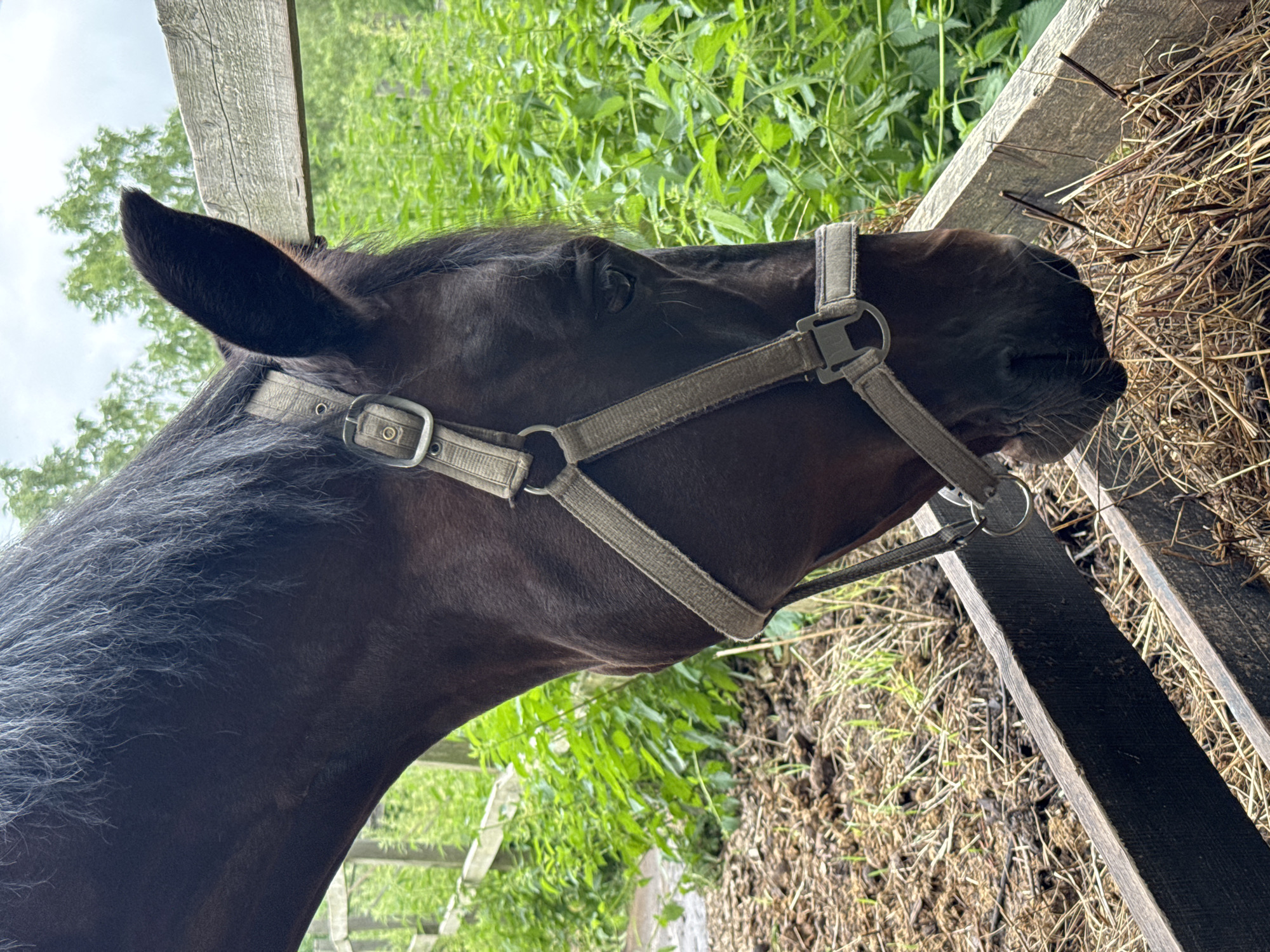 A close-up, side-profile shot shows the head of a dark-brown horse eating hay from a wooden trough. The horse is wearing a tan halter. The trough is filled with dry hay and is positioned outdoors in a rural or semi-rural setting. Behind the horse, lush green foliage and a rustic wooden fence are visible. The sky is overcast, suggesting cloudy weather. The ground around the trough appears to be muddy and contains some dry grass and straw. The overall scene depicts a feeding moment for a horse in a natural environment.