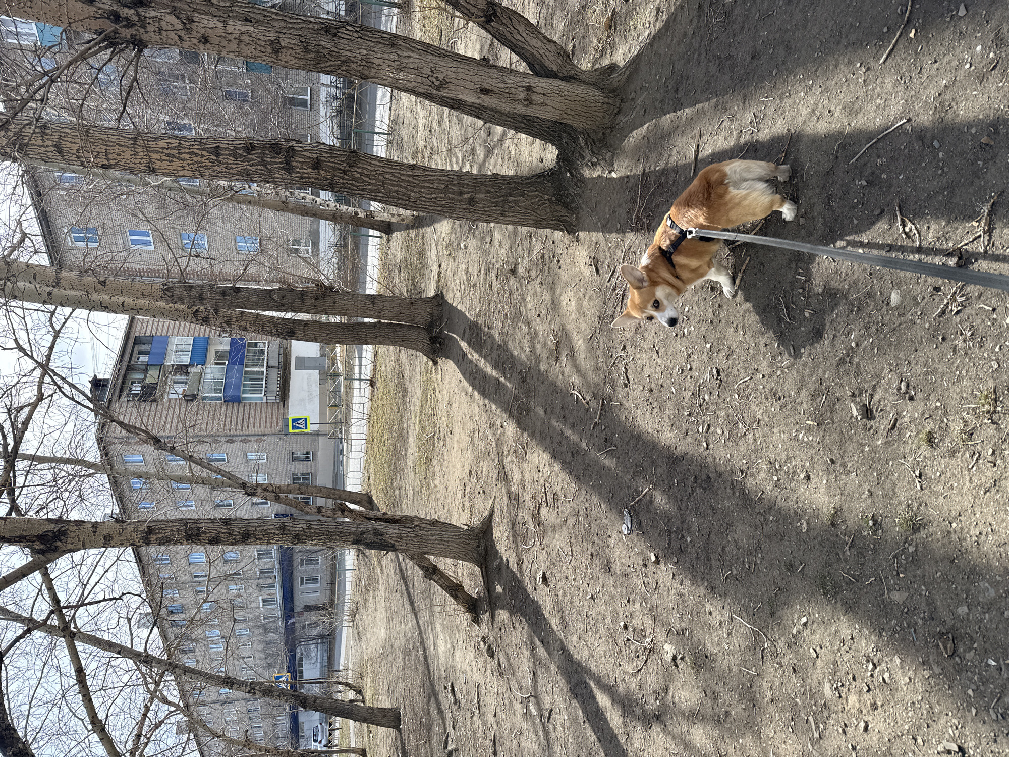 This image captures a Corgi dog on a leash being walked in an outdoor setting in Borzya, Russia. The dog, with tan and white fur, wears a black harness and is looking towards the viewer, appearing alert and engaged.
The scene features dry, unpaved ground, possibly a dirt path or an open lot, covered with scattered twigs and small stones, along with some sparse, dry grass. Prominent bare trees with rough bark cast long shadows across the ground, suggesting that the sun is low in the sky, likely in the morning or late afternoon. The absence of leaves on the trees indicates a season of dormancy, such as late autumn or early spring.
In the background, a multi-story brick apartment building with numerous windows is visible. Some windows feature blue awnings or shutters. A yellow pedestrian crossing sign, depicting a black figure on a blue square, is mounted on a pole near the building. A fence can be seen beyond the trees in the distance. Near one of the tree trunks on the right, a discarded aluminum can lies on the ground. The overall impression is a quiet, everyday walk in a residential area on a clear, dry day. No other individuals are present in the image.