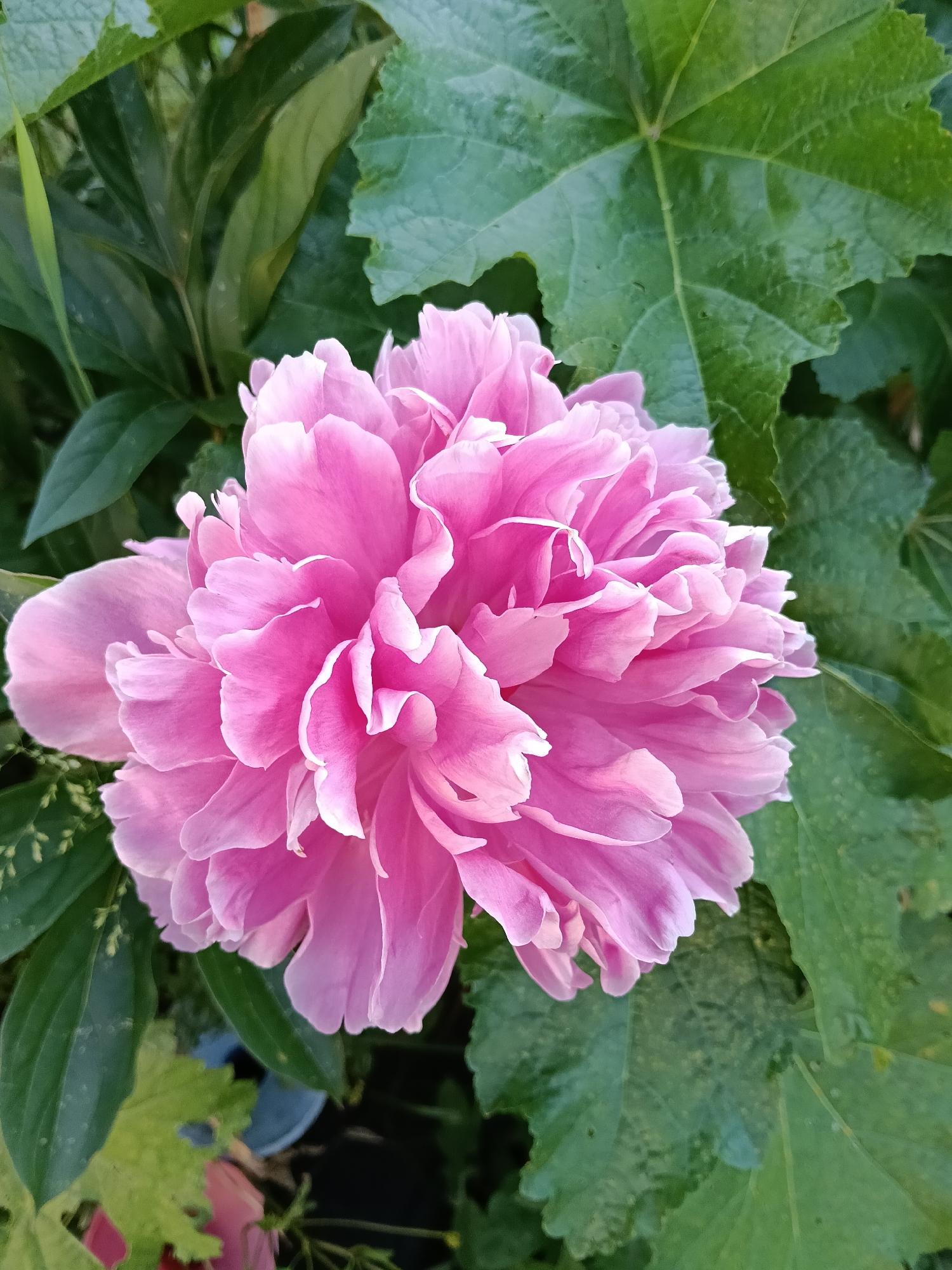 A vibrant, fully bloomed pink peony flower is centrally framed against a backdrop of lush, dark green foliage. The peony's numerous, ruffled petals create a soft, layered appearance, with lighter edges on some petals catching the light. The leaves surrounding the flower are large and textured, with visible veins and some appearing slightly damp. The overall impression is of a close-up, natural portrait of the flower in an outdoor setting, possibly a garden. The image's quality suggests it was taken in Красный Маяк, Russia, during the blooming season.