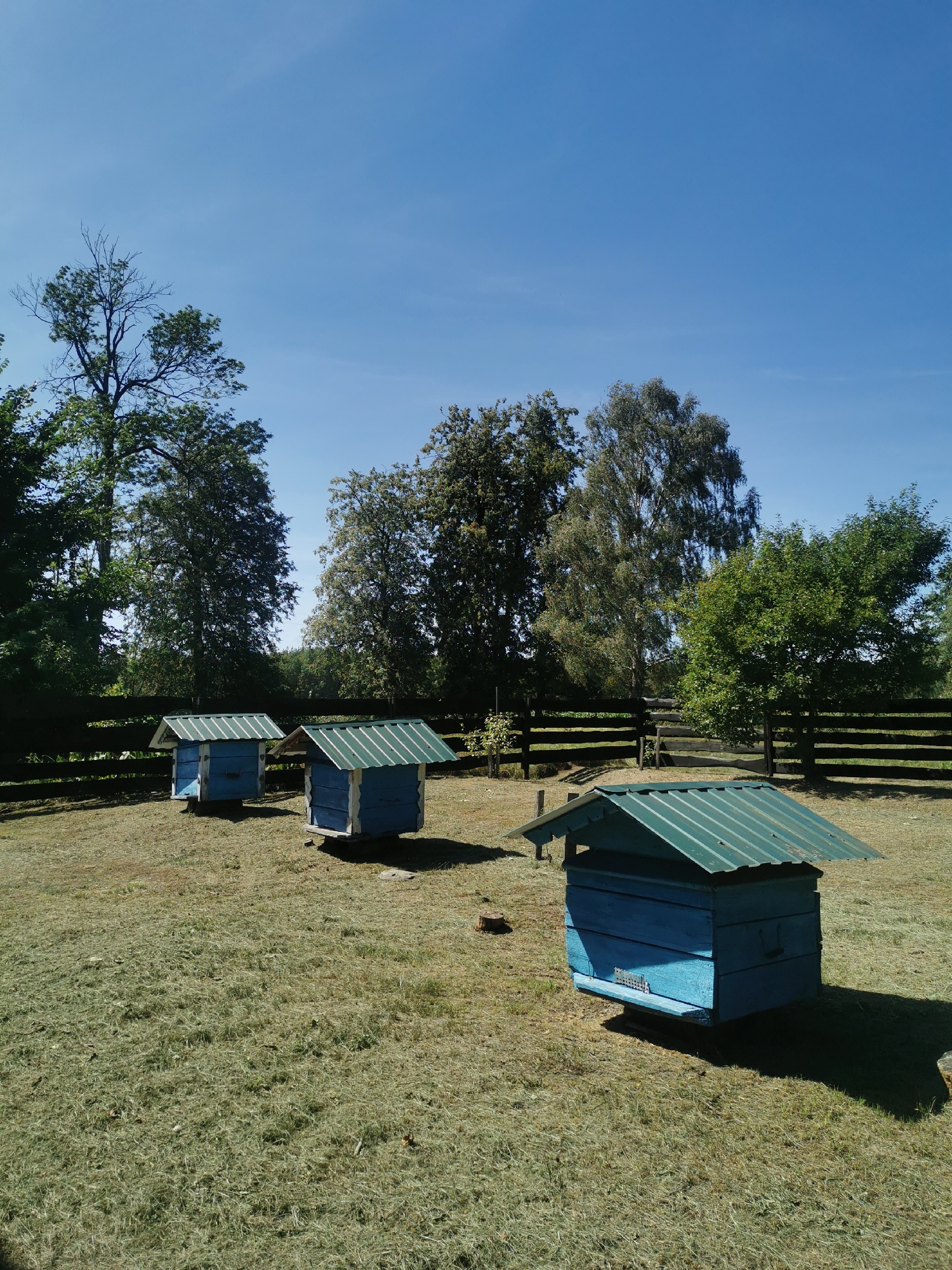 Three blue beehives with green metal roofs are arranged in a grassy field under a clear blue sky. The beehives are positioned at different distances from the viewer, with the closest one to the right, and two further to the left. A dark wooden fence runs horizontally across the background, behind the beehives. A line of trees with lush green foliage borders the fence. The grass in the foreground appears to have been recently mowed, with visible clippings scattered across the ground. The scene depicts an apiary in an outdoor, rural setting.