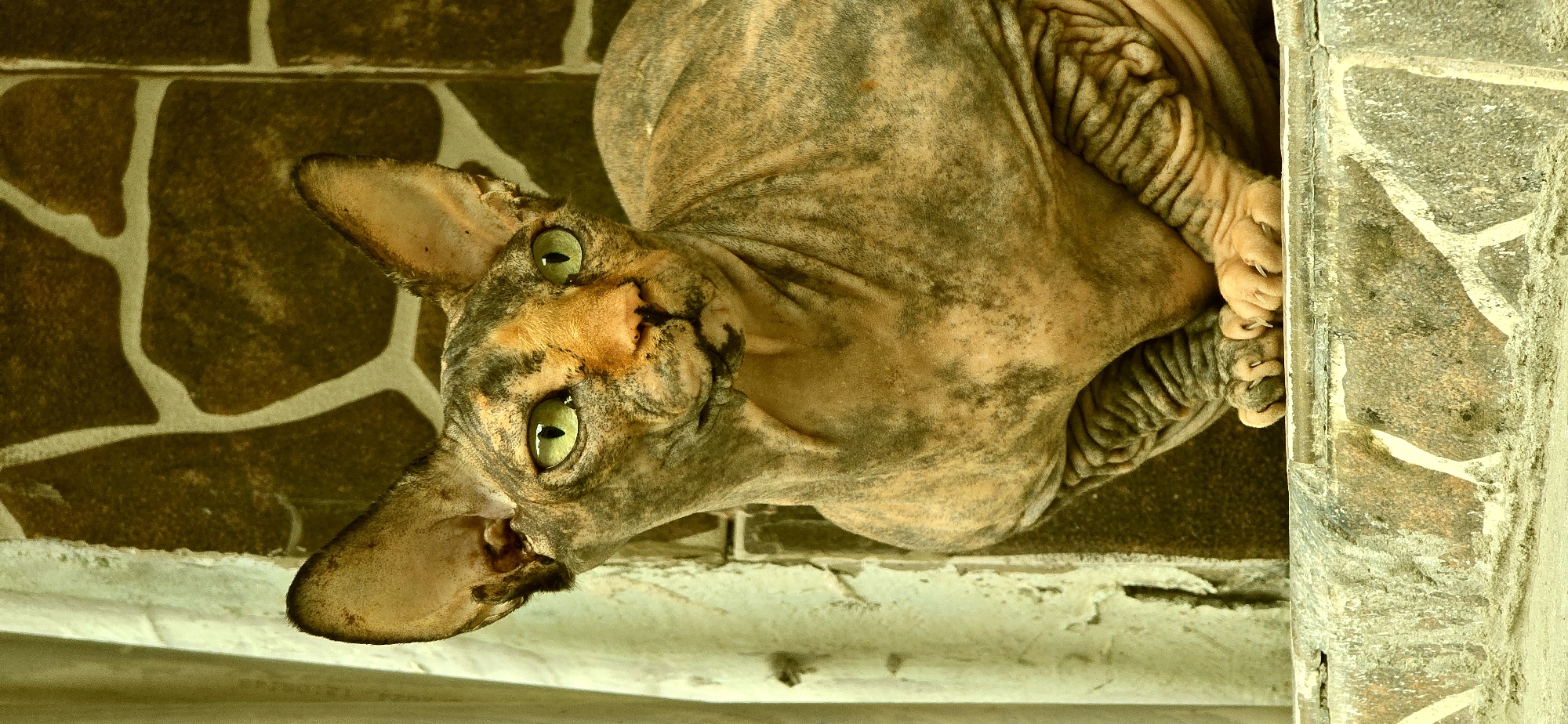 A close-up, vertical, medium shot captures a Sphynx cat with striking green eyes looking to its right. The cat is predominantly sandy brown with patches of darker grey and orange tabby markings on its wrinkled skin. Its large ears are prominent, and its paws are folded neatly in front. The cat is positioned in what appears to be an outdoor setting, possibly a balcony or windowsill, with a textured, stone-like wall behind it. To the left, a weathered, pale green column or pillar is visible. The overall lighting is warm and somewhat diffused. The environment suggests a weathered, possibly older urban setting, but there is no specific indication of the city of Baku, Azerbaijan.