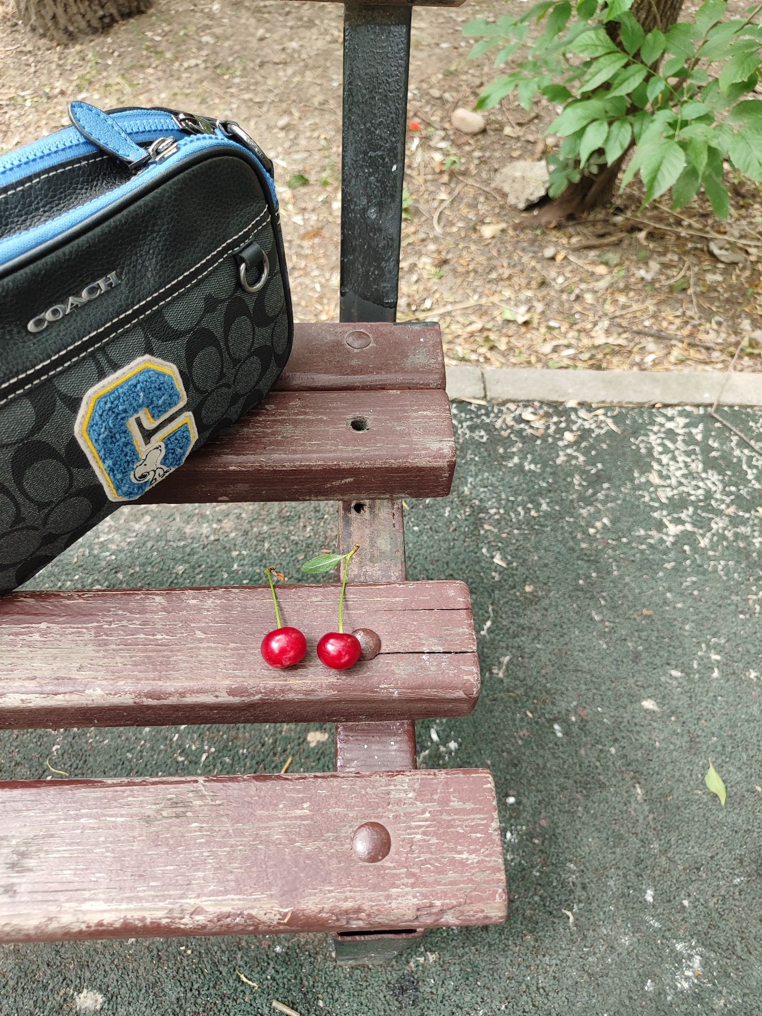 A dark grey and black Coach brand purse with a blue zipper and a patch featuring a blue letter "G" and Snoopy is resting on a wooden park bench. Two red cherries with green stems lie on the bench in front of the purse. The bench is weathered and appears to be outdoors, with a dirt and leaf-covered ground visible in the background. A tree with green leaves is also visible in the background. The scene suggests a casual outdoor setting, potentially a park or playground in Almaty, Kazakhstan.