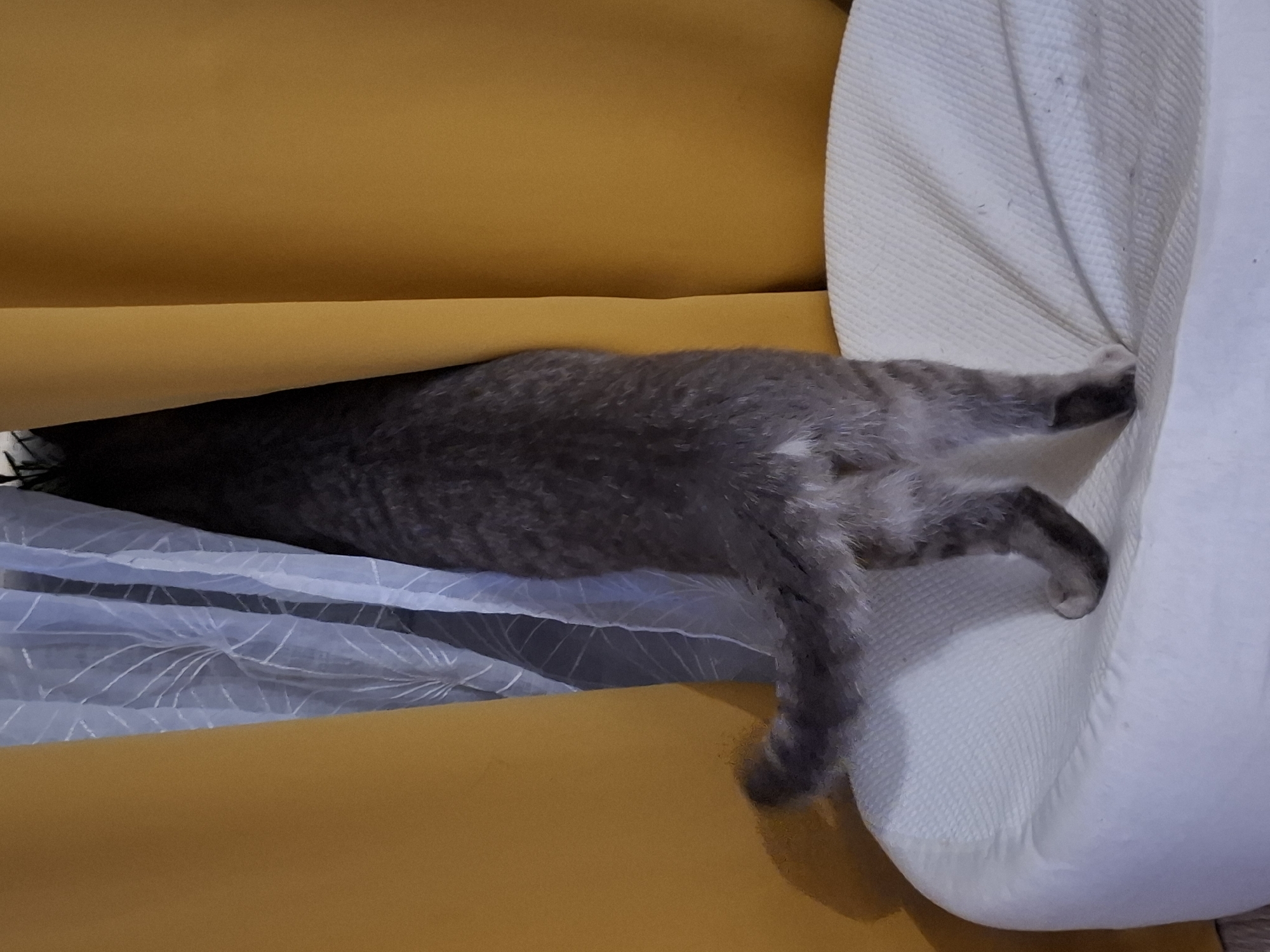 In Zemun, Serbia, a grey tabby cat is caught mid-action, emerging from behind a yellow curtain and a sheer white patterned curtain. The cat's body is mostly hidden by the drapes, with only its hindquarters and tail visible. Its back is facing the viewer, and its hind legs are positioned on a white, textured cushion. The curtains create a sense of concealment, suggesting the cat is playing or hiding. The environment appears to be indoors, with the warm yellow of the curtain contrasting with the cooler tones of the sheer curtain and the white cushion.