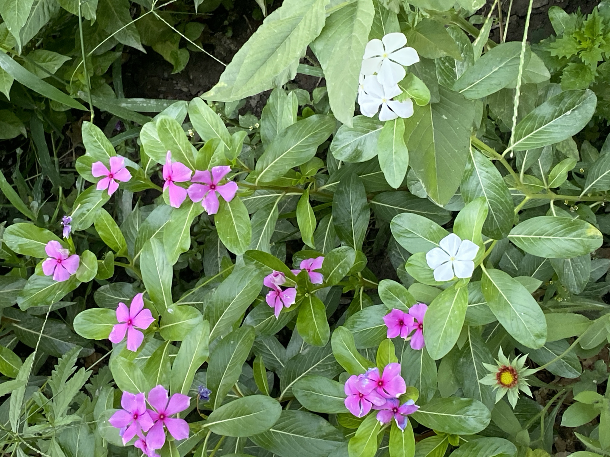 This is a close-up, eye-level shot of a cluster of green leafy plants with several flowers. The flowers are primarily a bright pink-purple hue, with some white blooms present as well. One of the pink flowers, in the lower left quadrant, appears to be a group of several blossoms clustered together, with a few faded purple petals interspersed amongst the pink. Another pink flower, higher up and to the left, is a single bloom with five petals and a dark pink center. In the center of the image, a single pink flower with five petals and a dark center is visible. To the right of this, a cluster of three pink flowers with dark centers are shown. Towards the bottom center, a single white flower with five petals and a pale yellow center is depicted. Higher up and to the right, a pair of white flowers, each with five petals and pale yellow centers, are visible. In the bottom left corner, a single bud with green sepals and a reddish-yellow center is present. The background consists of more dense green foliage. The image appears to be taken outdoors, in a natural setting with abundant plant life, suggesting a garden or park environment. There are no people or animals visible in the image. The lighting is natural and appears to be from an overhead source, casting subtle shadows on the leaves. There is no visible indication of the city of Тайгараев, Kyrgyzstan within the image itself.