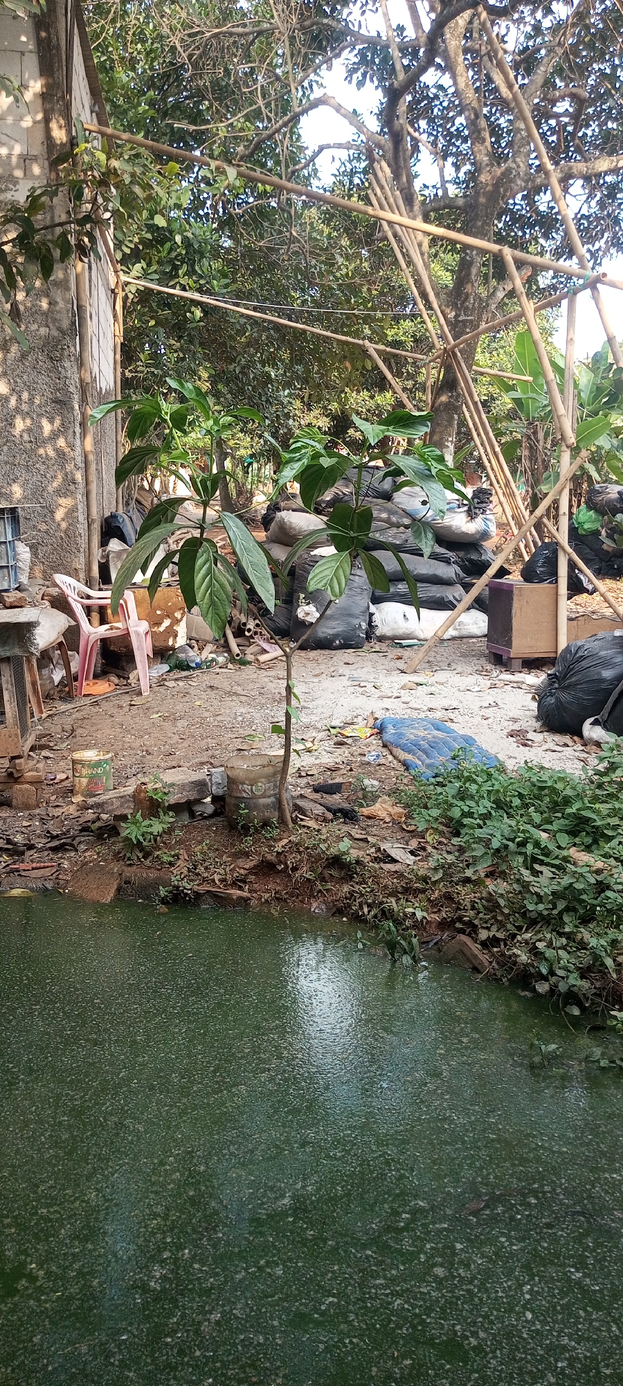 The image depicts an outdoor scene in Taman Rahayu, Indonesia, characterized by disarray and a natural element. In the foreground, a body of murky green water occupies the lower portion of the frame. The bank of this water is overgrown with dense green vegetation and scattered debris, including rocks and some discarded materials.
Moving inland, the ground is a mix of dirt and sand, also littered with various objects. Prominently featured is a young tree with vibrant green leaves, positioned near the water's edge. To the left of the tree, a pink plastic chair sits on the uneven ground, next to a section of a rough, textured wall. Behind the tree, a large pile of black and white plastic bags, presumably filled with refuse, is stacked. A structure made of bamboo poles is erected in the background, partially obscuring larger trees with dense foliage. Other miscellaneous items, such as plastic bottles, a blue sleeping mat, and a wooden crate, are scattered throughout the area, contributing to a general sense of disorganization. The overall impression is of an unkempt, potentially abandoned or storage area adjacent to a natural water source. No people are visible in the image.