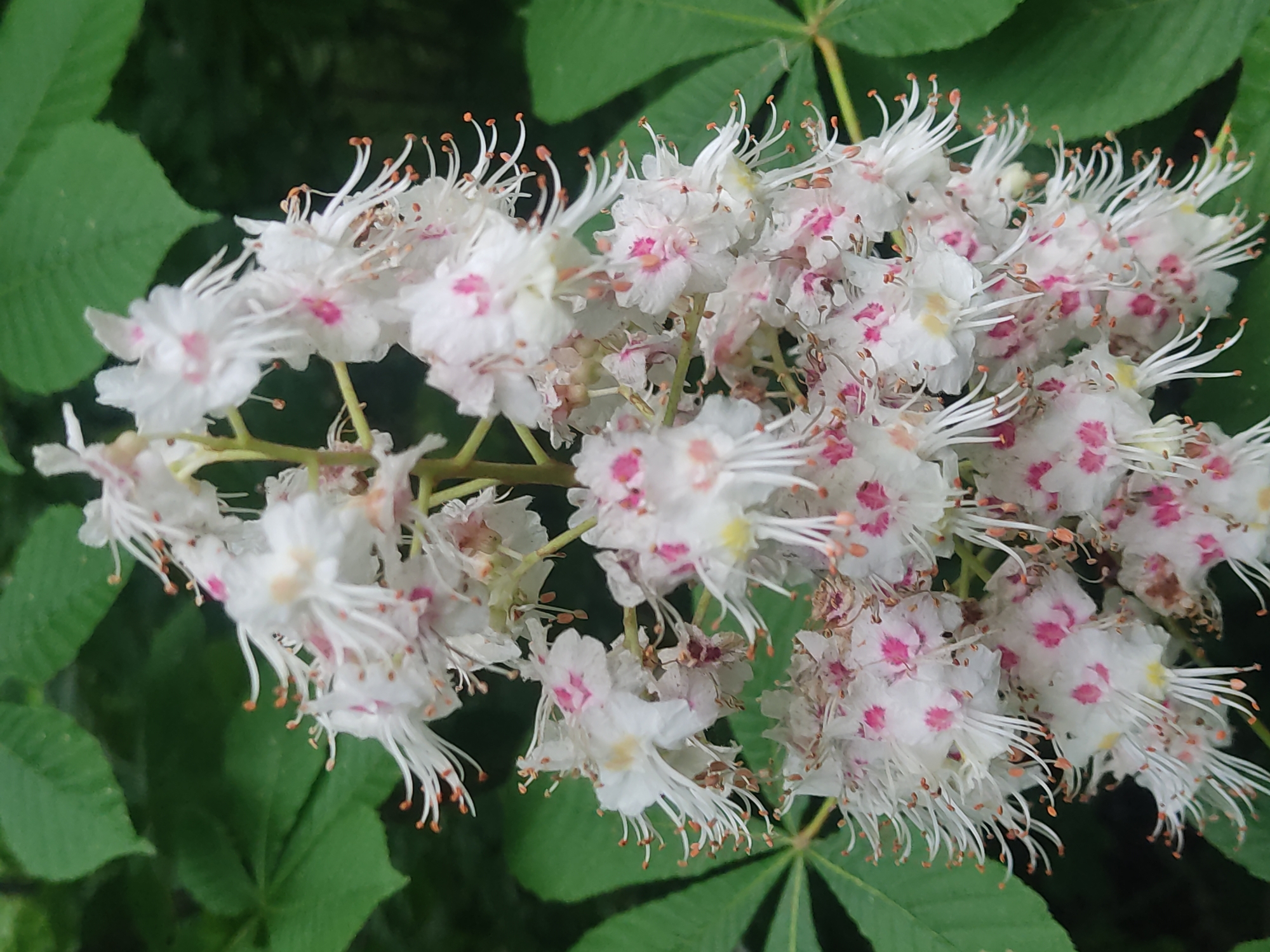 A close-up shot focuses on a cluster of white flowers with pink blotches, set against a backdrop of dark green leaves. The flowers appear to be from a Horse Chestnut tree, exhibiting numerous delicate, thread-like stamens. The image was taken in the city of Chumaky, Ukraine.