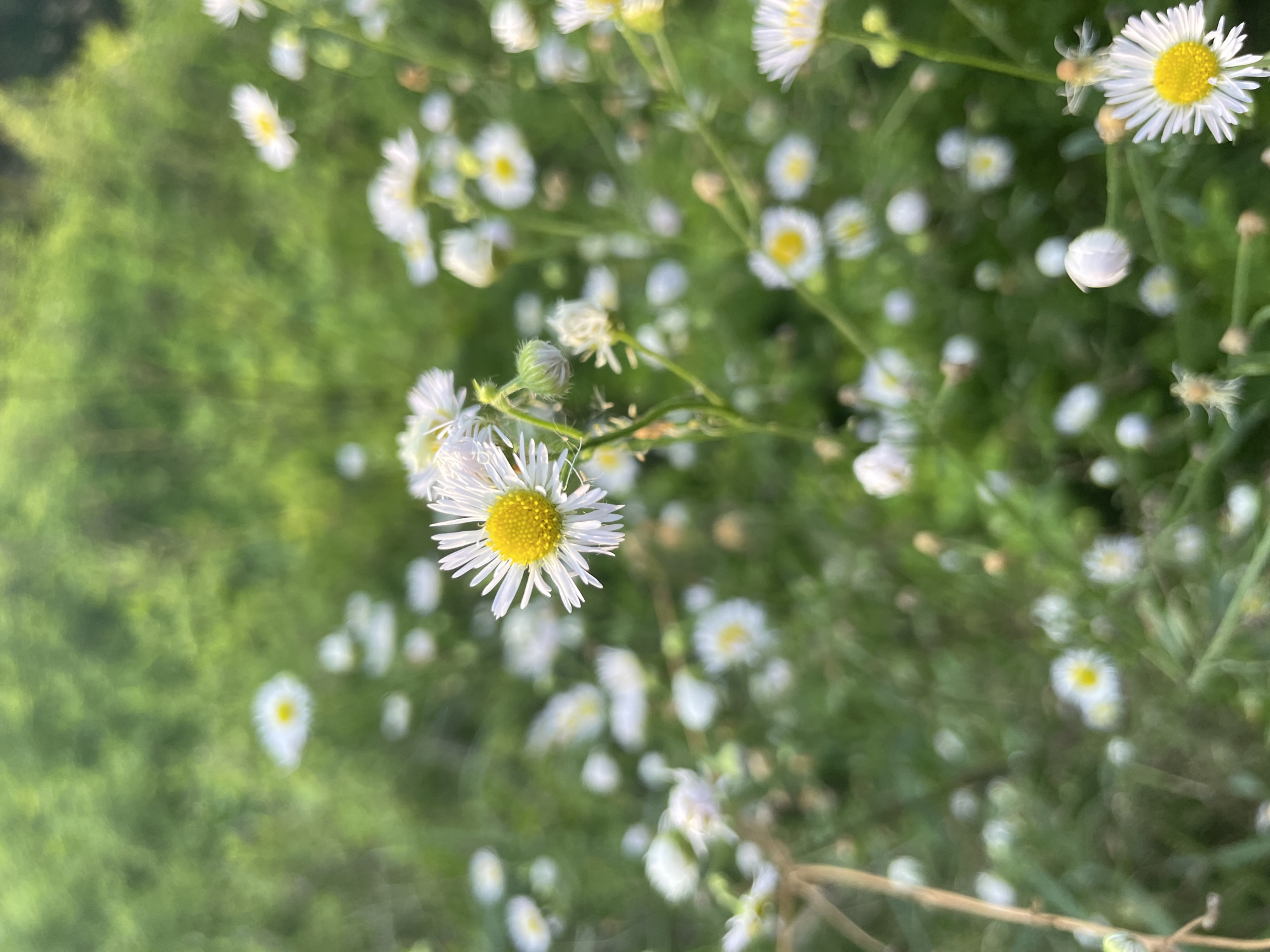 A close-up, eye-level shot focuses on a field of white and yellow daisies. The main subject is a daisy in sharp focus in the center right, with its white petals radiating outwards from a bright yellow center. Its stem is green and slightly curved. In the background, numerous other daisies, some in focus and many out of focus, create a soft, blurred effect. The overall color palette is dominated by the greens of the foliage and the whites and yellows of the flowers. The lighting suggests it is daytime, possibly late afternoon, with soft sunlight illuminating the scene. There are no people or man-made objects visible. The environment appears to be a natural setting, such as a meadow or a park.