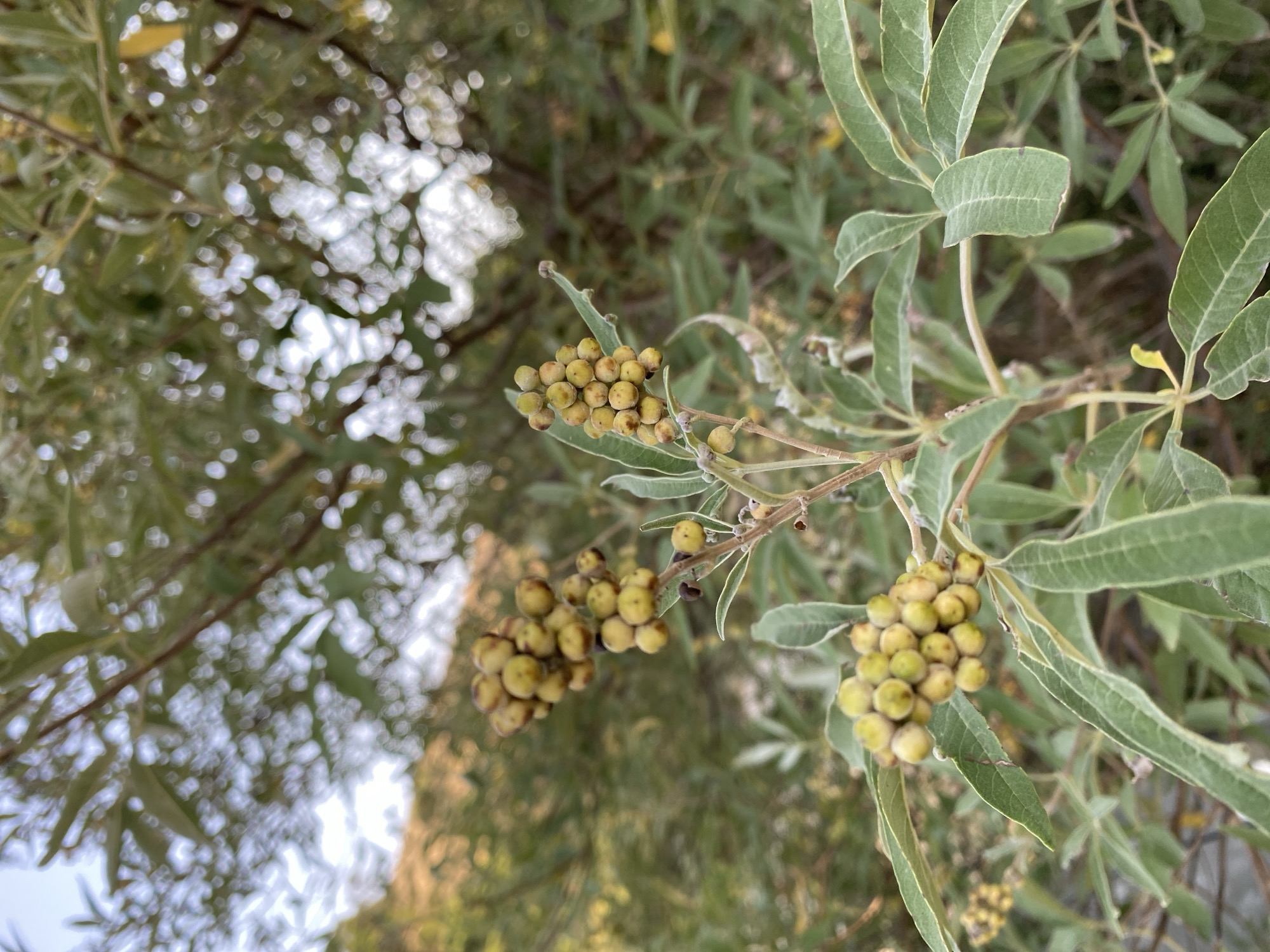 This is a close-up, eye-level photograph of a plant with clusters of small, yellowish-green berries. The berries are round and appear to be grouped together in dense clusters on thin stems. The plant has elongated, grayish-green leaves with prominent veins. The background is blurred, showing more foliage and branches, with dappled sunlight filtering through. The overall impression is of a natural outdoor setting, likely a garden or park in Sutomore, Montenegro. There are no people or discernible actions depicted in the image.