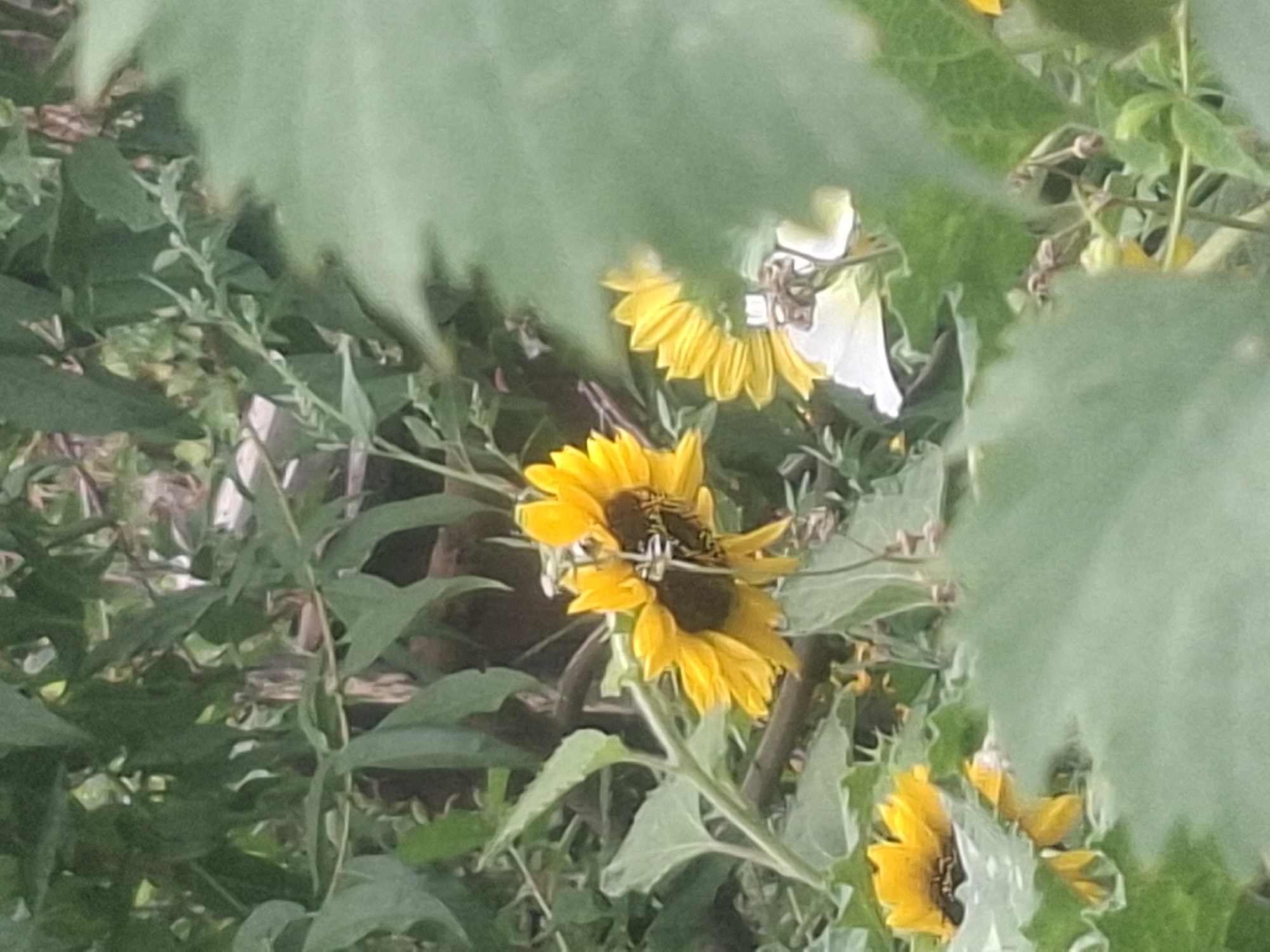 The image depicts a cluster of sunflowers in a natural setting. The sunflowers are bright yellow with dark brown centers, and some appear to be partially obscured by surrounding green foliage. The overall impression is one of a garden or natural area. There are no visible signs or indications of the image being taken in Almaty, Kazakhstan.