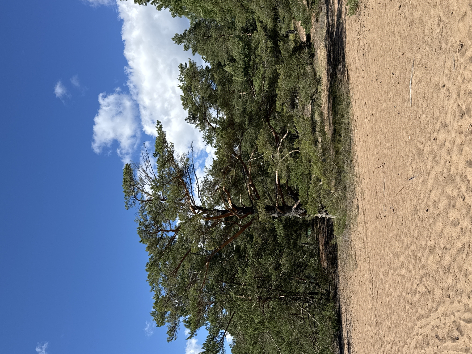 The image depicts a sandy area with tire tracks in the foreground, transitioning into a dense forest of pine trees under a bright blue sky with scattered white clouds. The forest canopy is thick, with sunlight filtering through in some areas, creating shadows on the sandy ground. The trees appear to be a mix of mature pines and younger growth. The overall environment suggests a natural, undeveloped landscape. Based on the provided information, this scene is located in Zelenaya Roshcha, Russia.