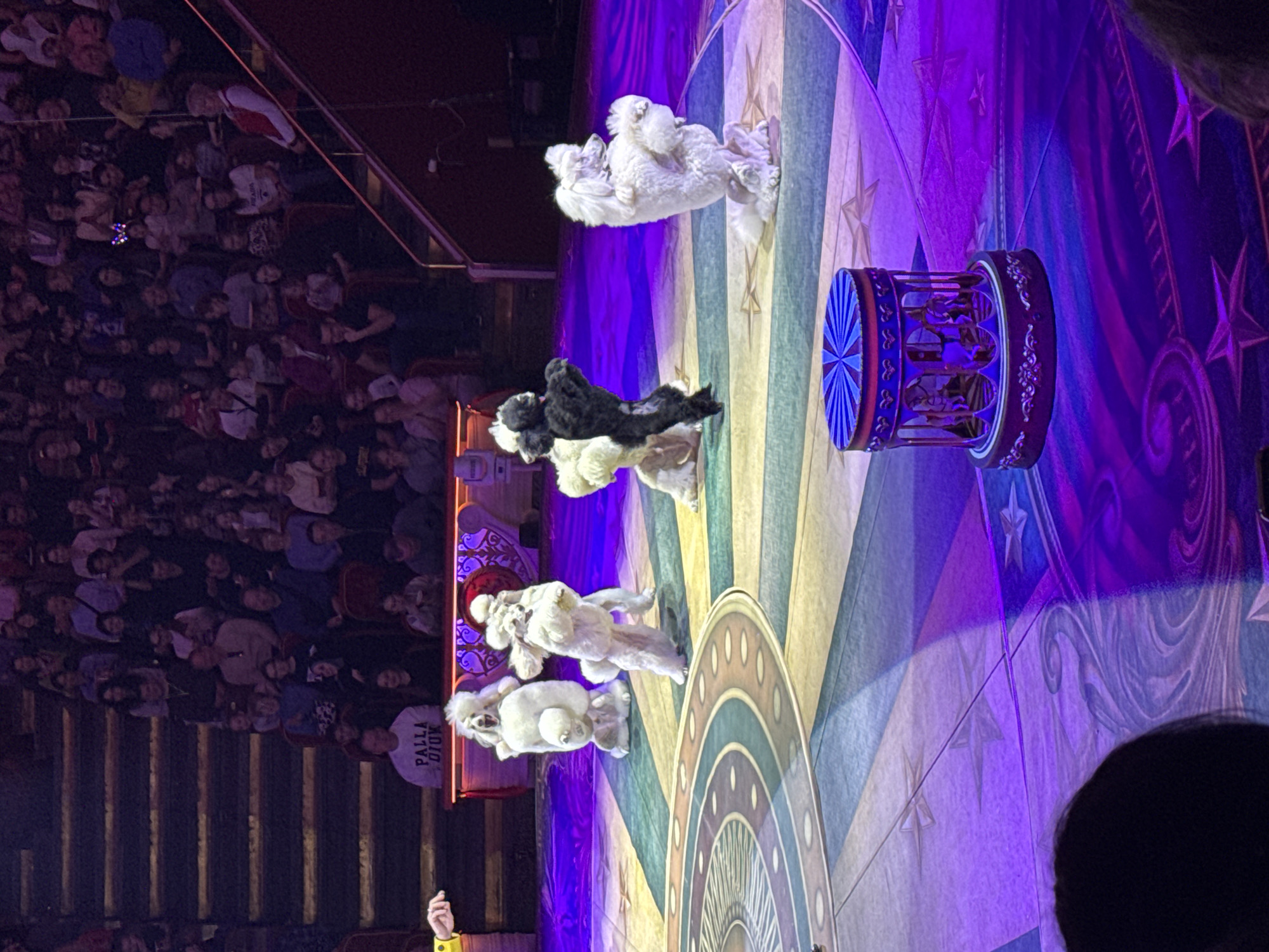 The image depicts an indoor circus performance taking place at the Great Moscow State Circus (Bolshoi Moscow State Circus) on Vernadsky Avenue, Moscow, Russia.
The scene focuses on five poodles performing on a patterned circular stage mat. Four poodles are white, and one is black. All are standing upright on their hind legs, displaying trained poses. Two white poodles are grouped in the center-left, with one's front paws raised. A black poodle stands further right, next to a crouched white poodle. Another white poodle is positioned on the far right, also standing on its hind legs with raised front paws. The stage mat features concentric circles, stars, and abstract designs in tones of blue, green, yellow, and white, illuminated by prominent purple and blue stage lighting. A small, decorative, carousel-like prop with red and blue elements is situated on the stage floor to the right.
The background reveals a large audience seated in tiered red chairs, ascending towards the top and right of the frame. Spectators of varying ages observe the performance. A person in the front row, located slightly left of center, wears a white top with the text "PALLA DIOK." The left arm and hand of a performer, wearing a yellow-sleeved costume, are partially visible in the extreme upper-left foreground. The overall environment is a large, dimly lit arena typical of a circus, with focused stage lighting and general ambient lighting for the audience.